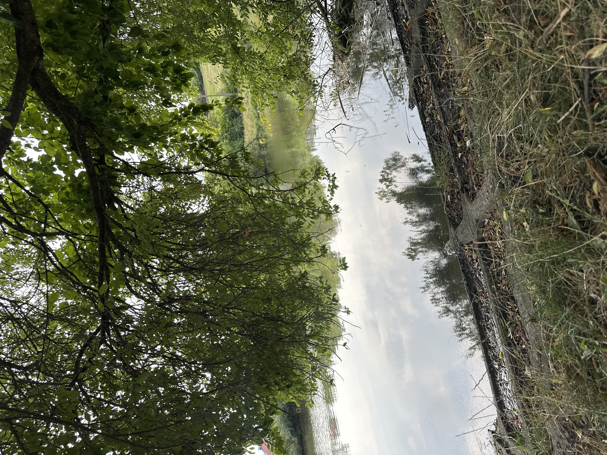 The image depicts a calm body of water, likely a pond or small lake, bordered by a grassy, somewhat overgrown bank. The water's surface reflects the overcast sky and the surrounding foliage. Overhanging branches of a large tree, laden with green leaves, partially obscure the view of the water and the opposite bank. The opposite bank appears to be a gentle slope covered in green grass and bushes, with some distant structures visible. The foreground consists of dry grasses, fallen leaves, and some debris along the edge of the water, suggesting a natural, somewhat unkempt setting. There are no people or animals visible in the frame. The overall impression is one of a tranquil, natural landscape, potentially a park or a secluded area within or near Makiv, Ukraine.