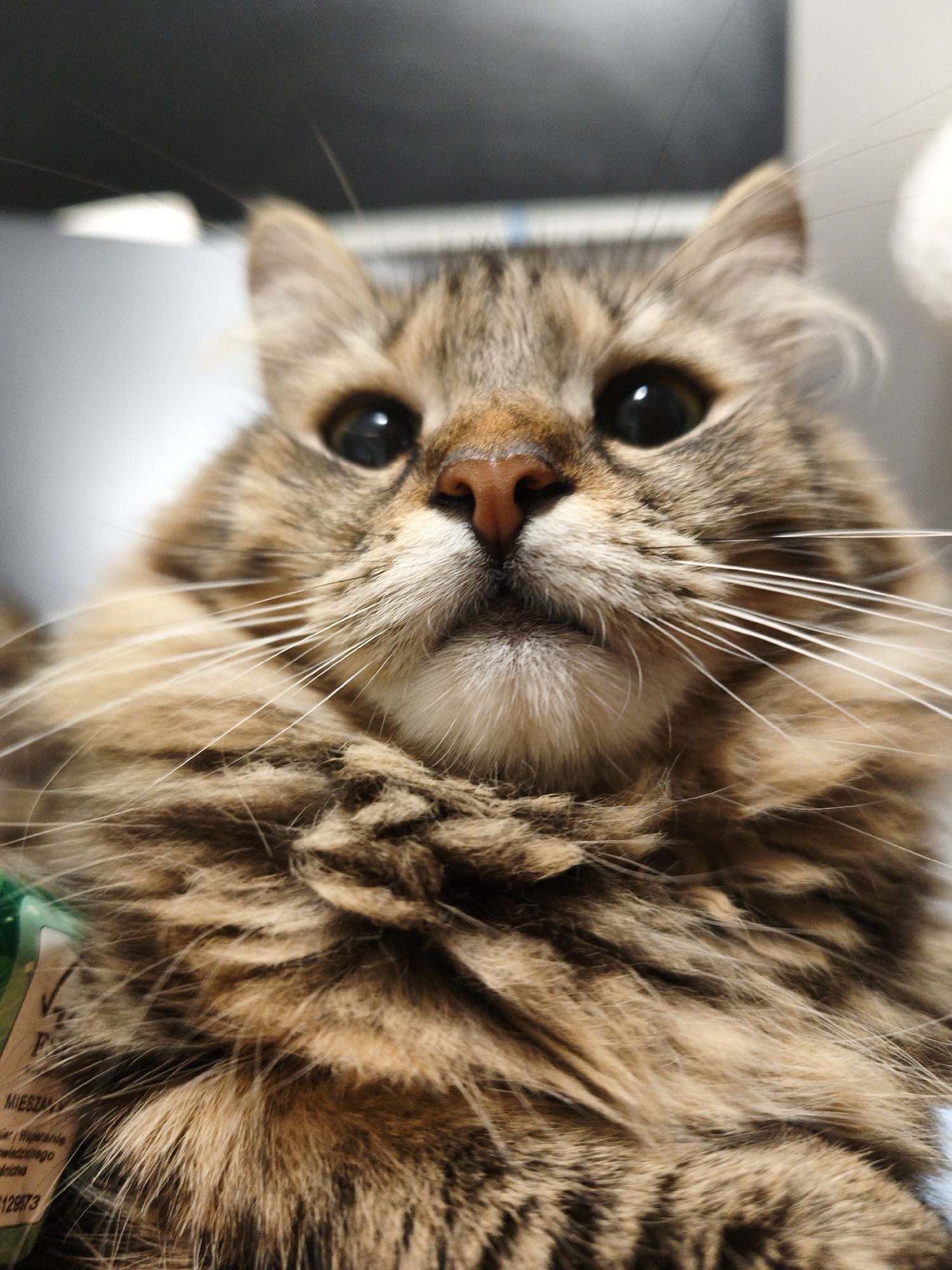 A close-up, low-angle, eye-level, medium shot captures a tabby cat from the chest up, looking directly at the camera. The cat's fur is predominantly brown with darker tabby stripes. Its whiskers are long and white, fanning out from its muzzle. The cat's nose is a rusty brown. The background is out of focus, with hints of gray and white, suggesting an indoor environment. A portion of a green and white label with some text is visible on the lower left of the image.