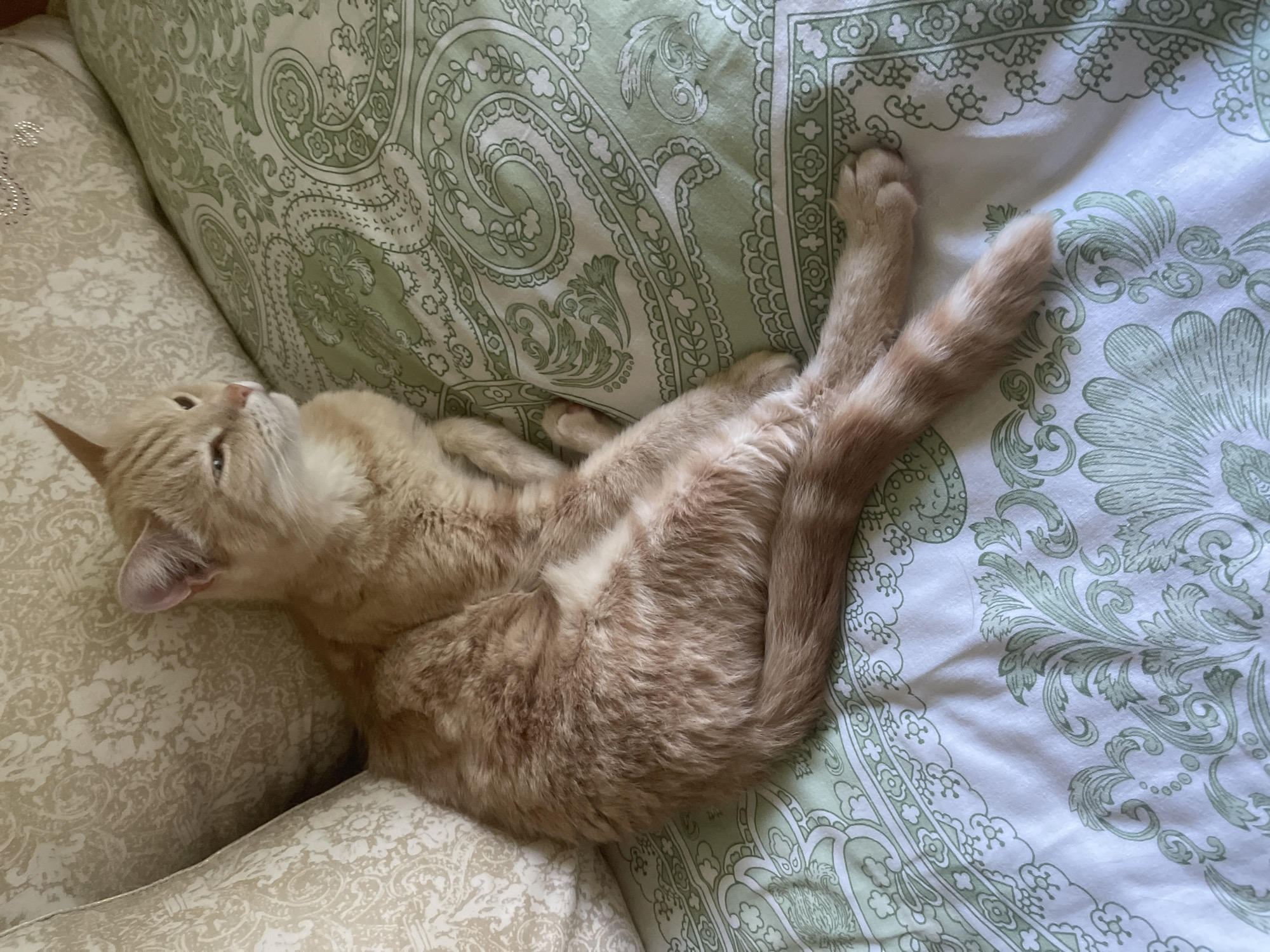 This media file features an orange tabby cat resting on a bed with patterned bedding. The cat is lying on its side, with its legs stretched out and its head tilted upwards, appearing relaxed. The bedding has a light green paisley design on a white background, with a darker green border. There are also light-colored pillows visible on the left side of the image, which also have a patterned design. The lighting suggests daytime, and the overall scene conveys a sense of peace and comfort. The cat's fur is a warm orange color with subtle tabby markings. The details visible on the bedding and pillows indicate an indoor setting, likely a bedroom. There is no visible text in the image. The location context of Коротиха, Russia, is provided.
