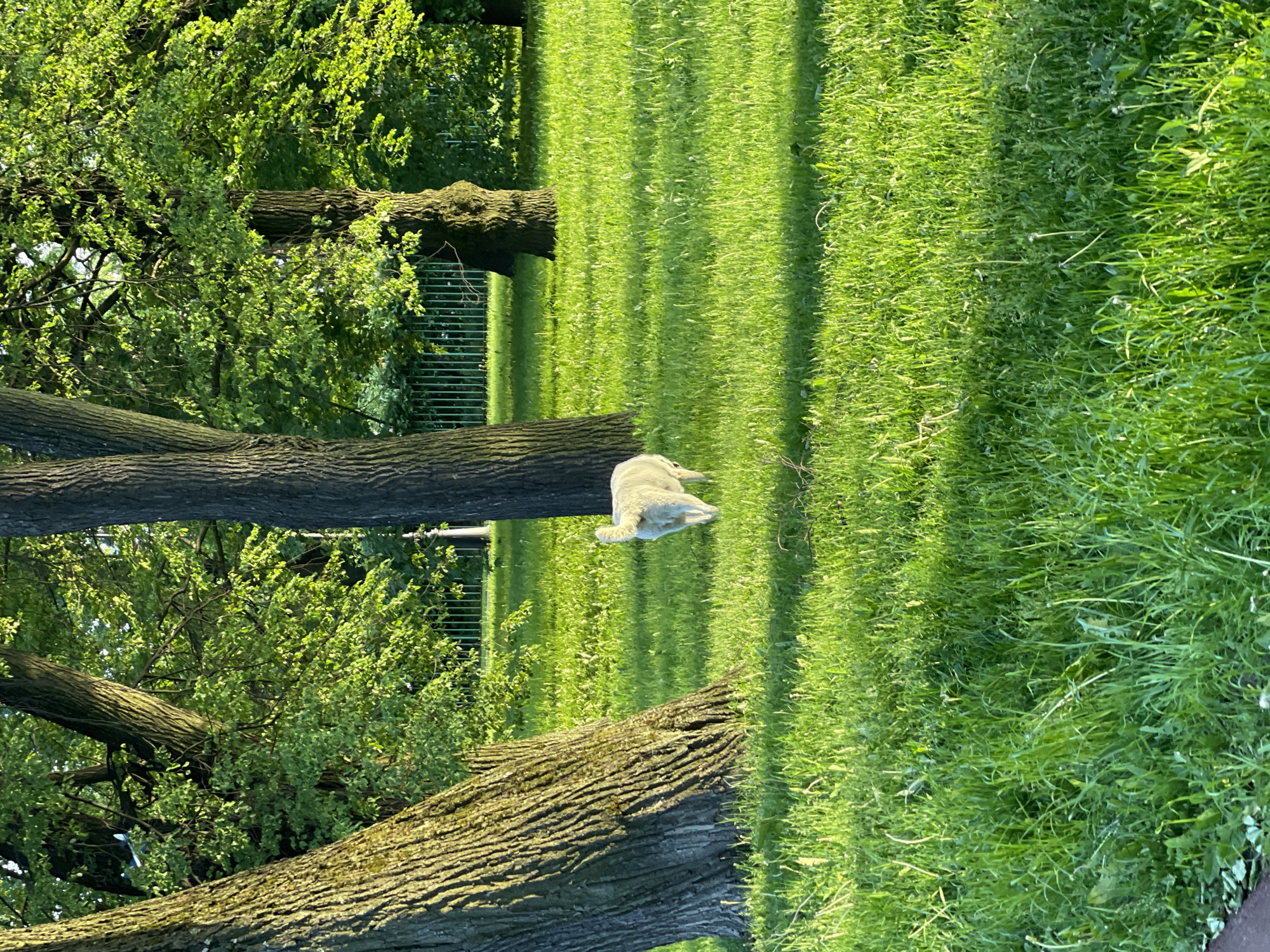 This image depicts a park or garden in Saint Petersburg, Russia, under bright daylight conditions. A white-coated dog, seen from behind with its fluffy tail prominently raised, walks across a sunlit green lawn towards the background. The dog is positioned slightly right of the center in the lower half of the frame. The foreground is dominated by a lush, green lawn with varied grass textures and some light shadows. Two large, mature tree trunks with deeply textured bark frame the scene; one is partially cropped on the far left, and another is positioned in the mid-ground to the right of the dog. The background features a dense canopy of vibrant green deciduous trees, strongly illuminated by sunlight. A light green metal fence with vertical bars spans horizontally across the middle distance, behind the trees and the dog. A dark, ornate structure, possibly a lamppost or bollard, is partially visible near the right edge of the fence line. No human figures are present.