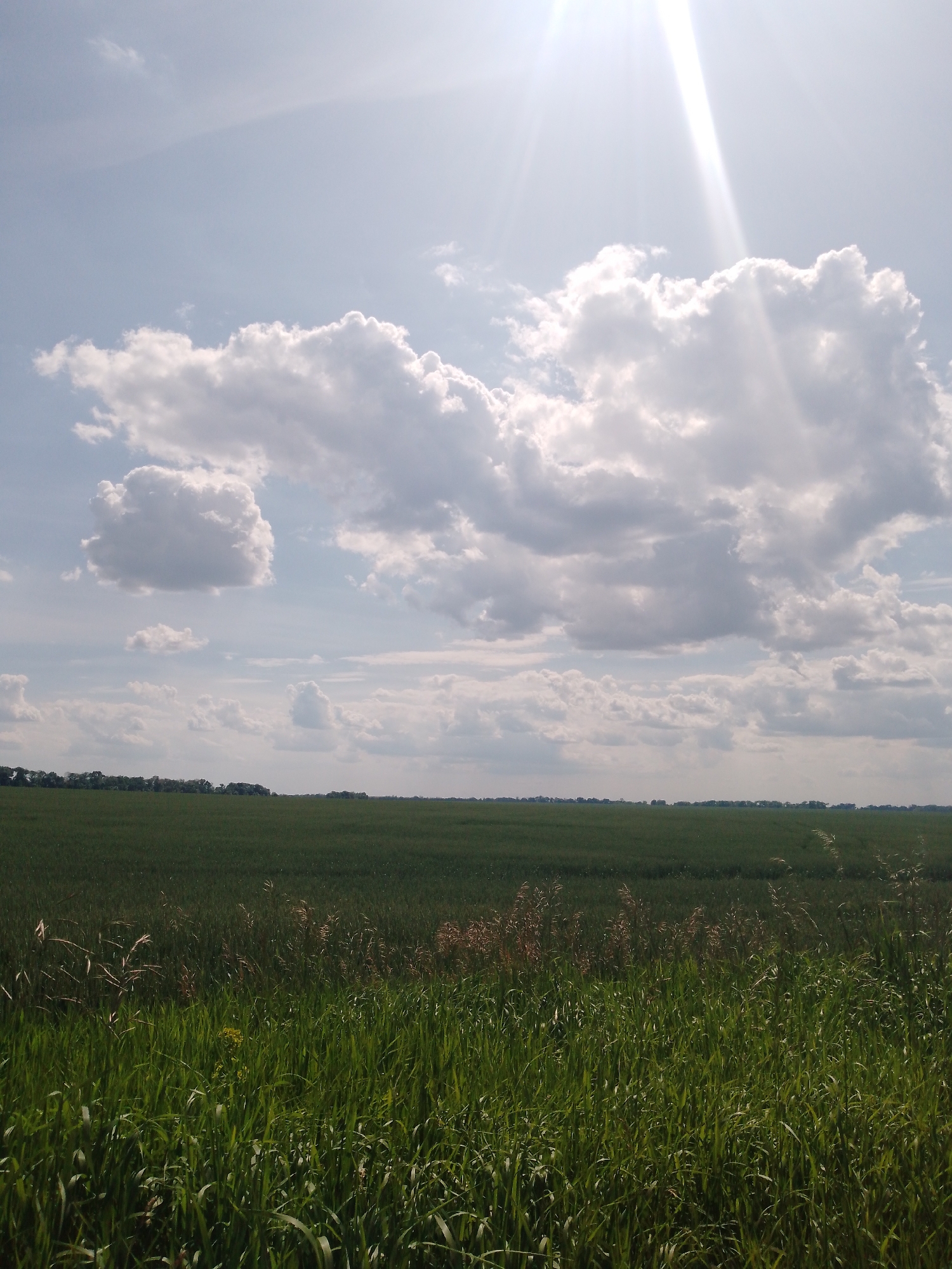 The scene, located in the vicinity of Dibrivka, Ukraine, is a wide-angle landscape photograph depicting an expansive green agricultural field under a bright, partly cloudy sky. The upper two-thirds of the image comprises a light blue sky with scattered white and grey cumulus clouds. A prominent sun flare with visible rays originates from the upper right corner of the frame. A uniform expanse of dark green foliage, consistent with a field, occupies the midground, extending to a thin, darker green line of distant trees or dense vegetation that forms the horizon. The foreground features taller, varied light green grass and wilder vegetation, interspersed with some yellowish-brown dry stalks. No individuals, animals, man-made structures, specific objects, actions, or interactions are visible within the frame.
