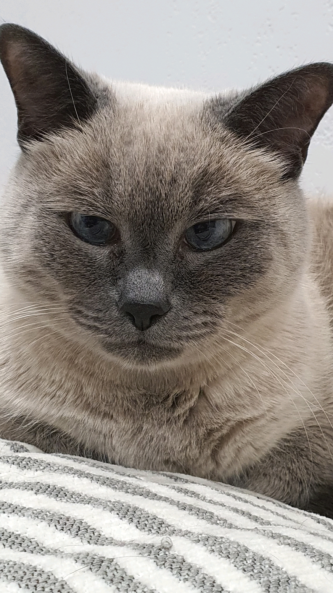 A close-up, head-on shot focuses on the face of a Siamese cat with striking blue eyes. The cat has a short, sleek coat with a cream-colored body and darker, seal-point coloring on its ears, face, and muzzle. Its ears are pointed and erect, and its whiskers are prominent and white. The cat is lying down on a striped fabric surface, which has alternating white and grey stripes. The background is a plain, light-colored wall. There are no visible people or other animals in the image, and no specific landmarks indicating the city of Krasnoyarsk, Russia. The lighting is natural, suggesting an indoor environment during the daytime.