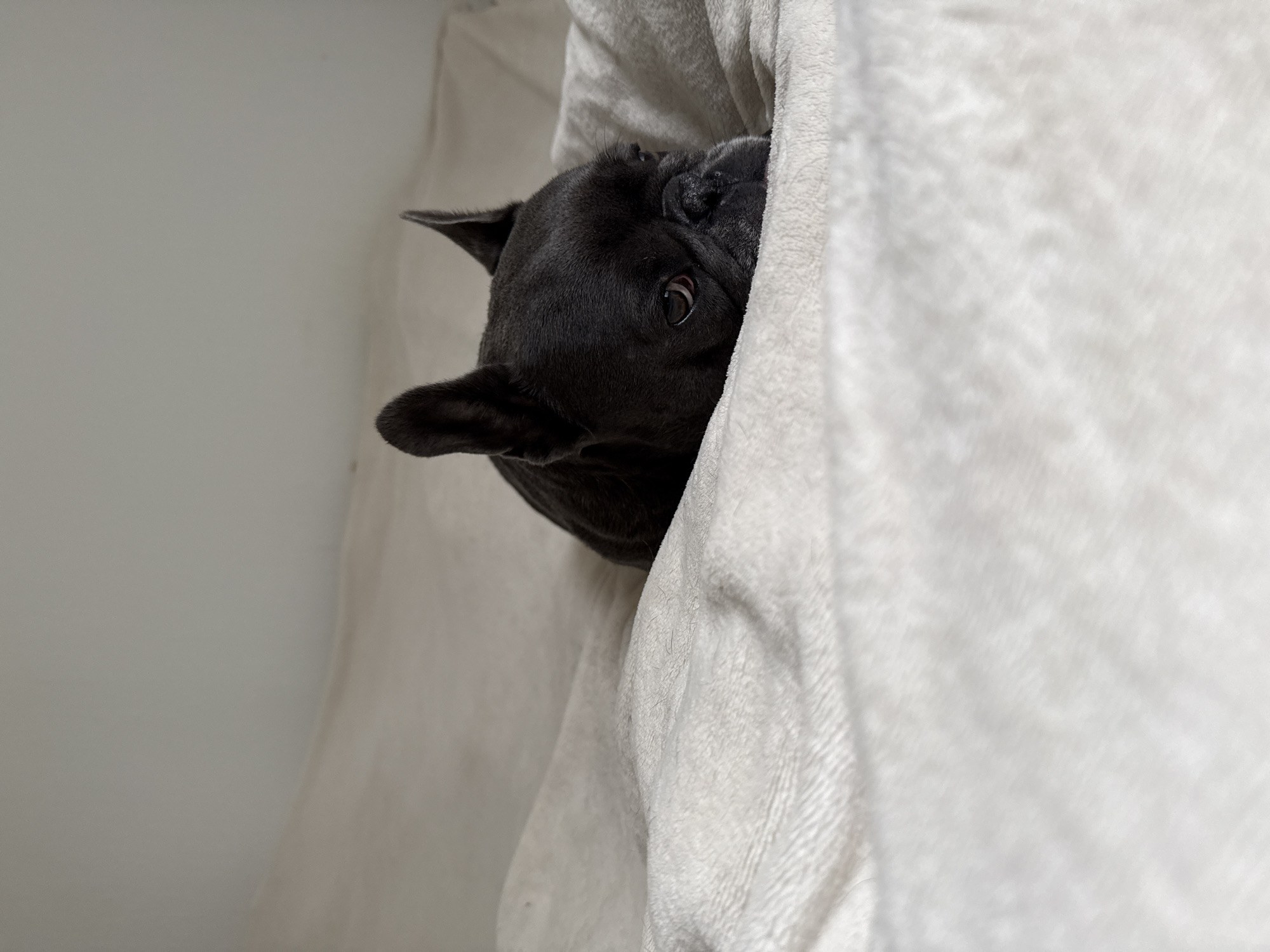 A dark grey French Bulldog is lying on a plush, cream-colored blanket. The dog's head is resting on the blanket, with its eyes partially closed and looking off to the right. The background is a plain, light-colored wall. The image is a close-up, with the dog occupying the lower half of the frame. This scene is not located in Bad Sachsa, Germany.