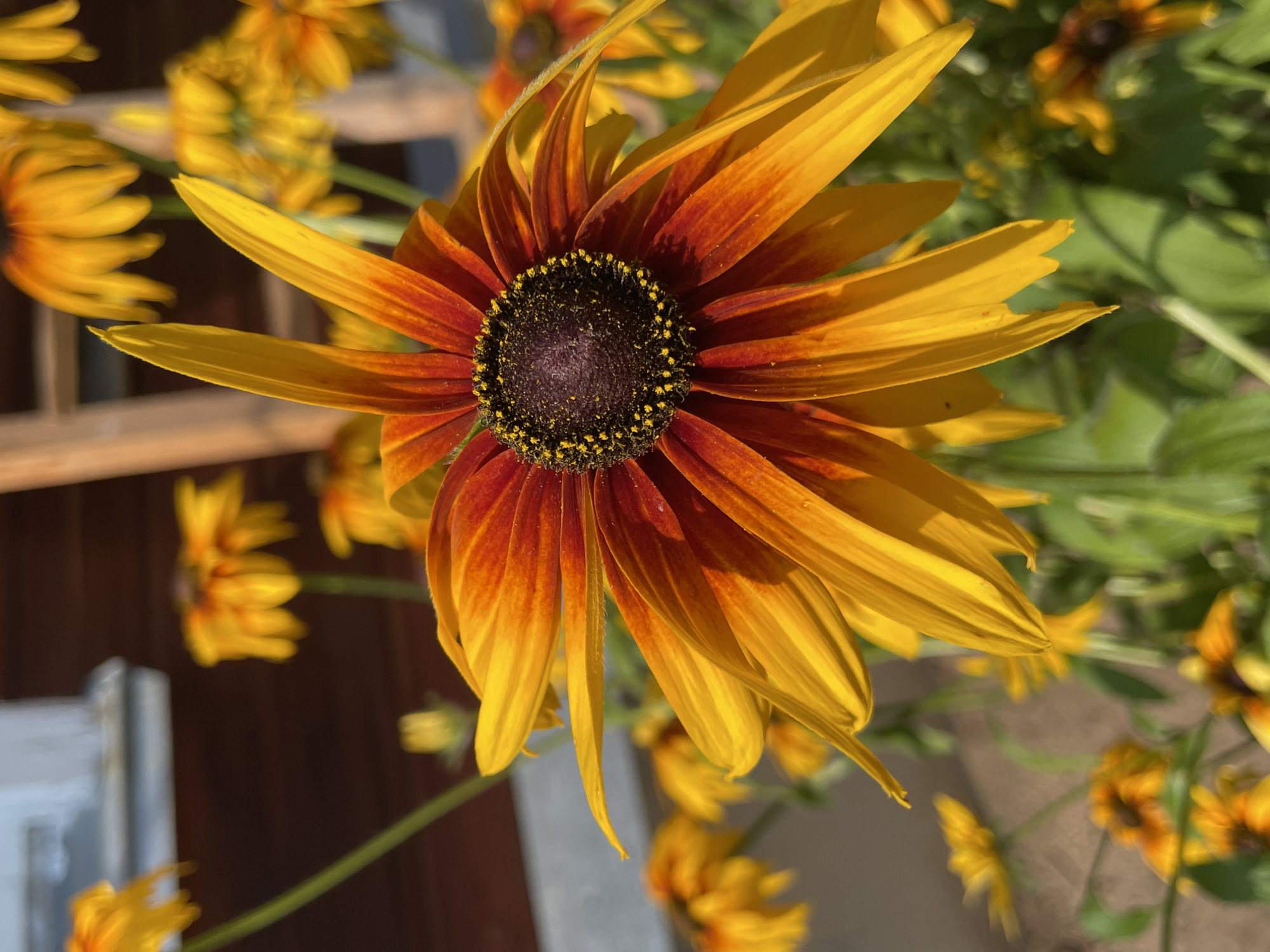A close-up shot focuses on a large Black-eyed Susan flower in the foreground. The flower's petals are a vibrant gradient of deep red at the base, transitioning to bright yellow at the tips. The dark brown center is covered in tiny, yellow pollen-dusted stamens. In the background, out of focus, are other Black-eyed Susan flowers of varying sizes, along with green foliage. Behind the flowers, a blurred wooden building with a white trim window is visible, suggesting an outdoor setting. The overall impression is a sunny, natural environment, possibly a garden. There are no people or animals present in the image. The location is identified as Дресвяново, Russia, implying this scene is within that geographical area.