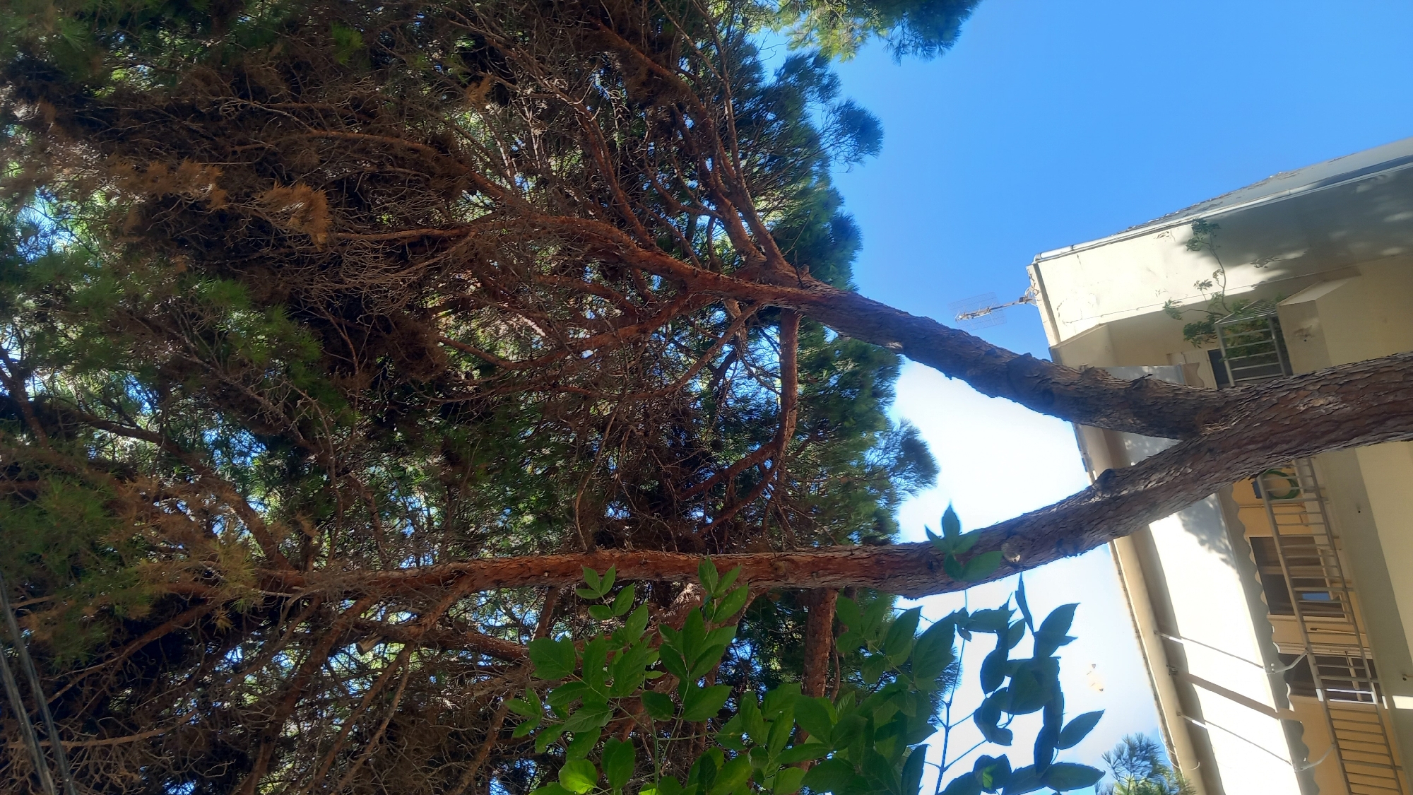 This image captures a low-angle view of a mature pine tree with a forked trunk, its branches reaching towards a clear blue sky. The tree's rough, textured bark is prominent. To the left of the tree, a cluster of vibrant green leaves from another plant is visible. In the background, a cream-colored building with multiple stories is partially obscured by the tree. The building features balconies with railings and what appear to be retractable awnings. A television antenna is visible on the rooftop of the building. The scene suggests an outdoor environment, likely in a Mediterranean setting given the mention of Kos, Greece. The lighting indicates it is daytime, with bright sunlight casting shadows.