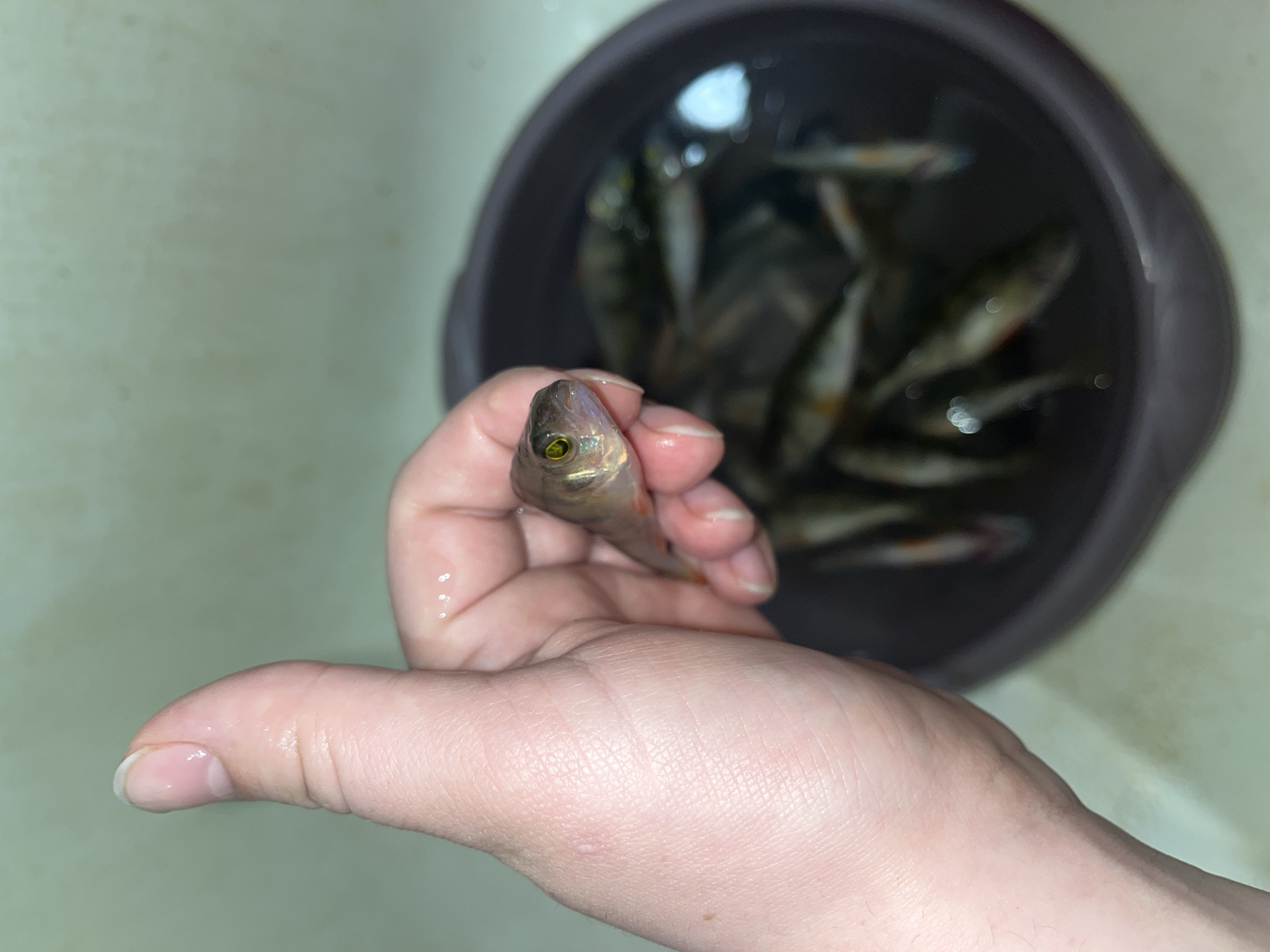 A person's hand holds a small fish, presumably a perch, facing the camera. A collection of similar fish are submerged in a gray bowl in the background. The bowl sits on a light-colored surface. The location is not evident based on visual information.