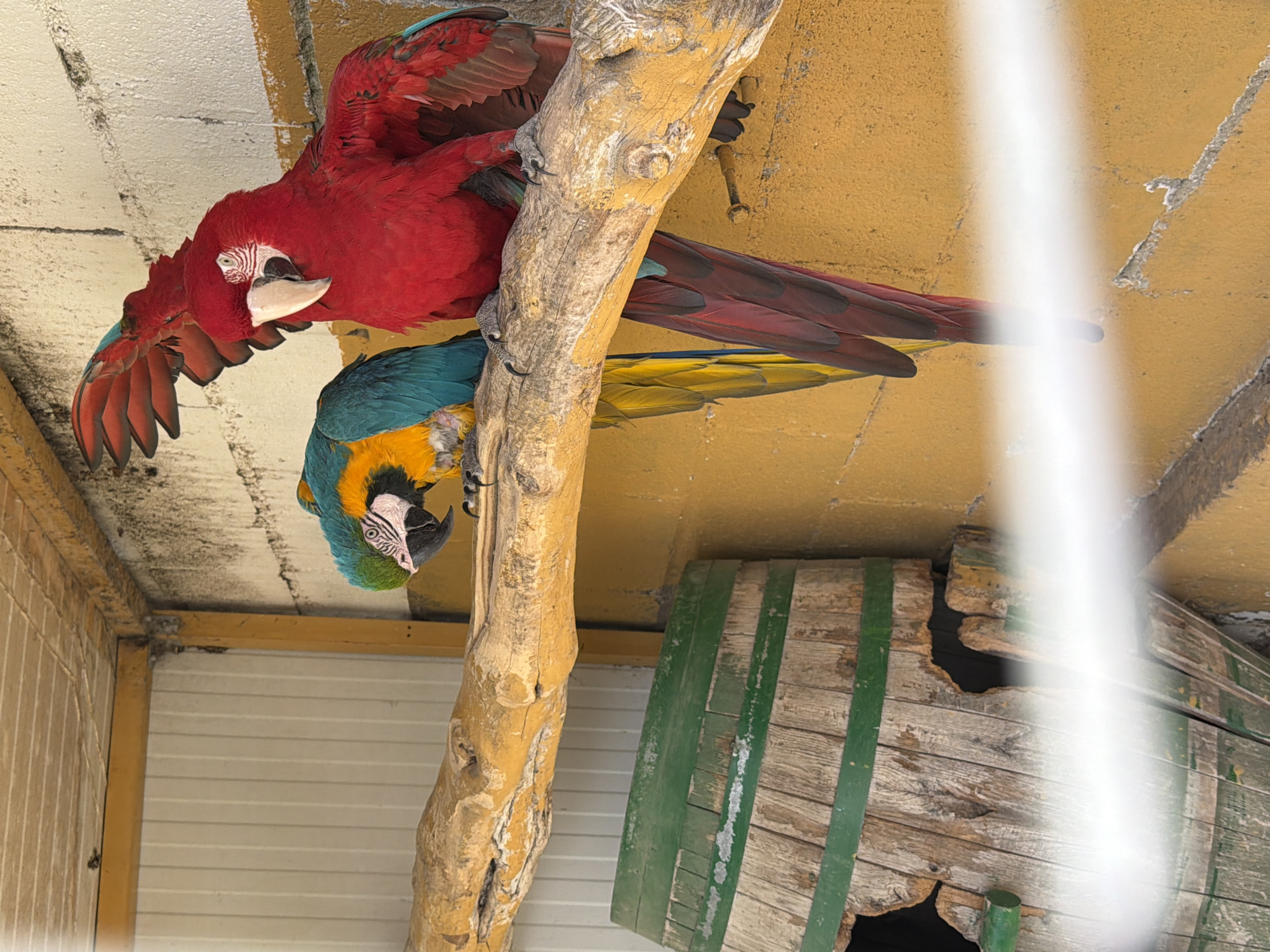 This image captures two macaws hanging upside down from a substantial wooden branch within an aviary in Olèrdola, Spain. A large, predominantly red macaw, possibly a Green-winged Macaw, is prominently featured in the foreground, with its wings partially spread and its head tilted, seemingly observing the viewer. Its distinctive white facial patch with fine red feather lines is clearly visible. Below and slightly behind it, a blue and yellow macaw, identifiable as a Blue-and-Yellow Macaw, also hangs inverted from the same branch, its vibrant plumage contrasting with the natural wood.
The setting indicates an enclosed environment, likely a zoo exhibit or private aviary. The background features a rough, yellow-painted concrete or stucco surface above the birds, and a white, slatted wall below. To the right, an old, weathered wooden barrel, painted with green vertical stripes, serves as a nesting box or shelter. The scene is illuminated by bright daylight. A vertical streak of white light partially obscures the right side of the image, affecting a portion of the blue macaw's tail feathers and the barrel. No text is visible in the image.