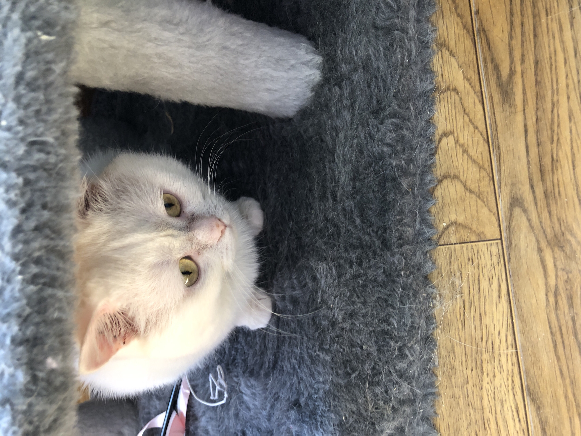 A light-colored cat with yellow eyes peeks out from under a grey, plush surface, likely a piece of furniture or a pet bed. The cat's fur is predominantly white with hints of pinkish or light brown on its ears and face. Its eyes are wide and alert. To the left of the cat, a pink ribbon is visible, possibly attached to a harness or a toy. The cat is resting on a dark grey, fuzzy carpet. Below the carpet, a wooden floor with a visible grain pattern is present. The scene appears to be indoors, in a domestic setting, with no clear indication of a specific city or location.