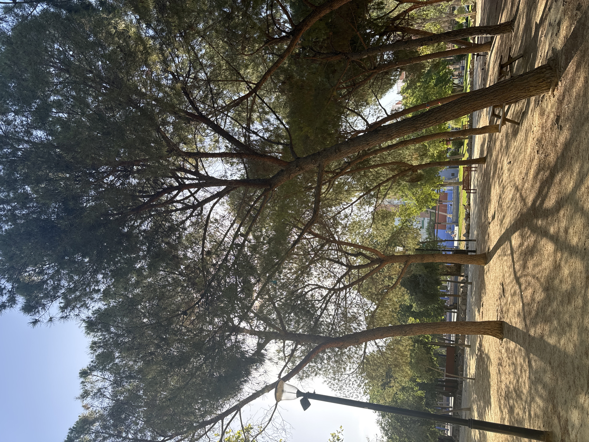 The image depicts a sunlit park area in Murcia, Spain. Tall pine trees with dense green foliage dominate the foreground and midground, casting long shadows across the sandy ground. A dark lamppost with a glass shade stands on the left side of the frame. In the background, there are park benches, a picnic table, and some buildings, suggesting an urban park setting. The sky is a clear, pale blue.