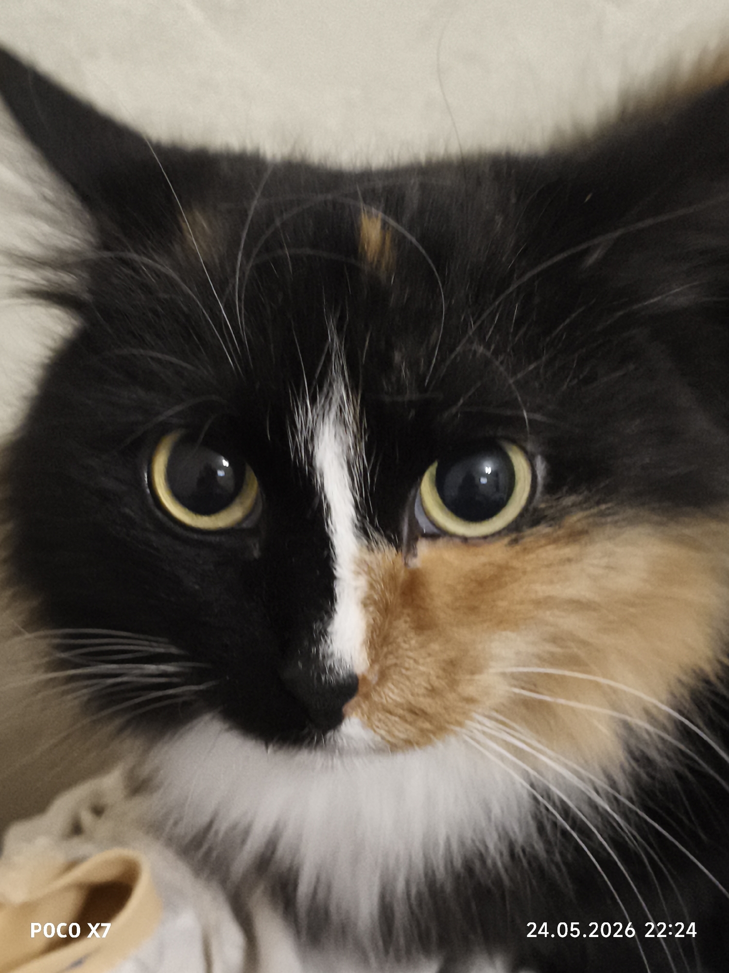 The image is a close-up of a cat's face, filling most of the frame. The cat has striking multicolored fur: black, white, and orange/tan. The fur pattern is roughly split down the middle of its face, with black on one side and the orange/tan color on the other, bisected by a white stripe down its nose. The cat has large, round, yellow eyes that are in sharp focus. The background is blurry and appears to be a light beige or off-white color. The bottom of the image has the text "POCO X7" and "24.05.2026 22:24". The city and location is unknown.