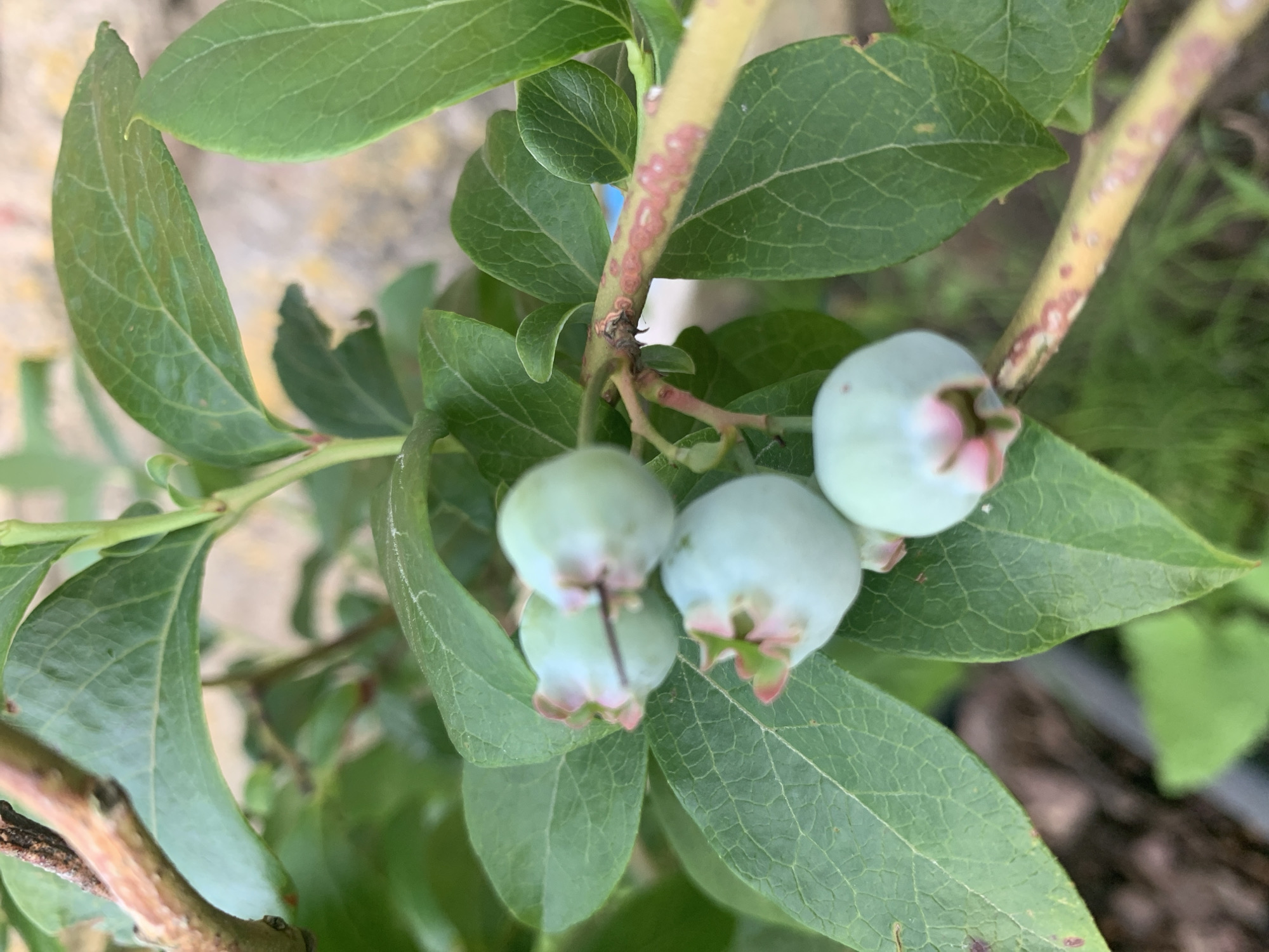 A close-up shot focuses on a branch of a blueberry bush with several unripe, light blue berries. The berries are spherical and have delicate pink and green calyxes at their base. The leaves of the bush are a vibrant green with visible vein patterns. The stem of the branch exhibits some reddish-brown discoloration, possibly indicative of a condition or age. The background is softly blurred, suggesting an outdoor setting with hints of greenery and possibly a stone surface. The image is captured in the vicinity of Відзаўскі сельскі Савет, Belarus.