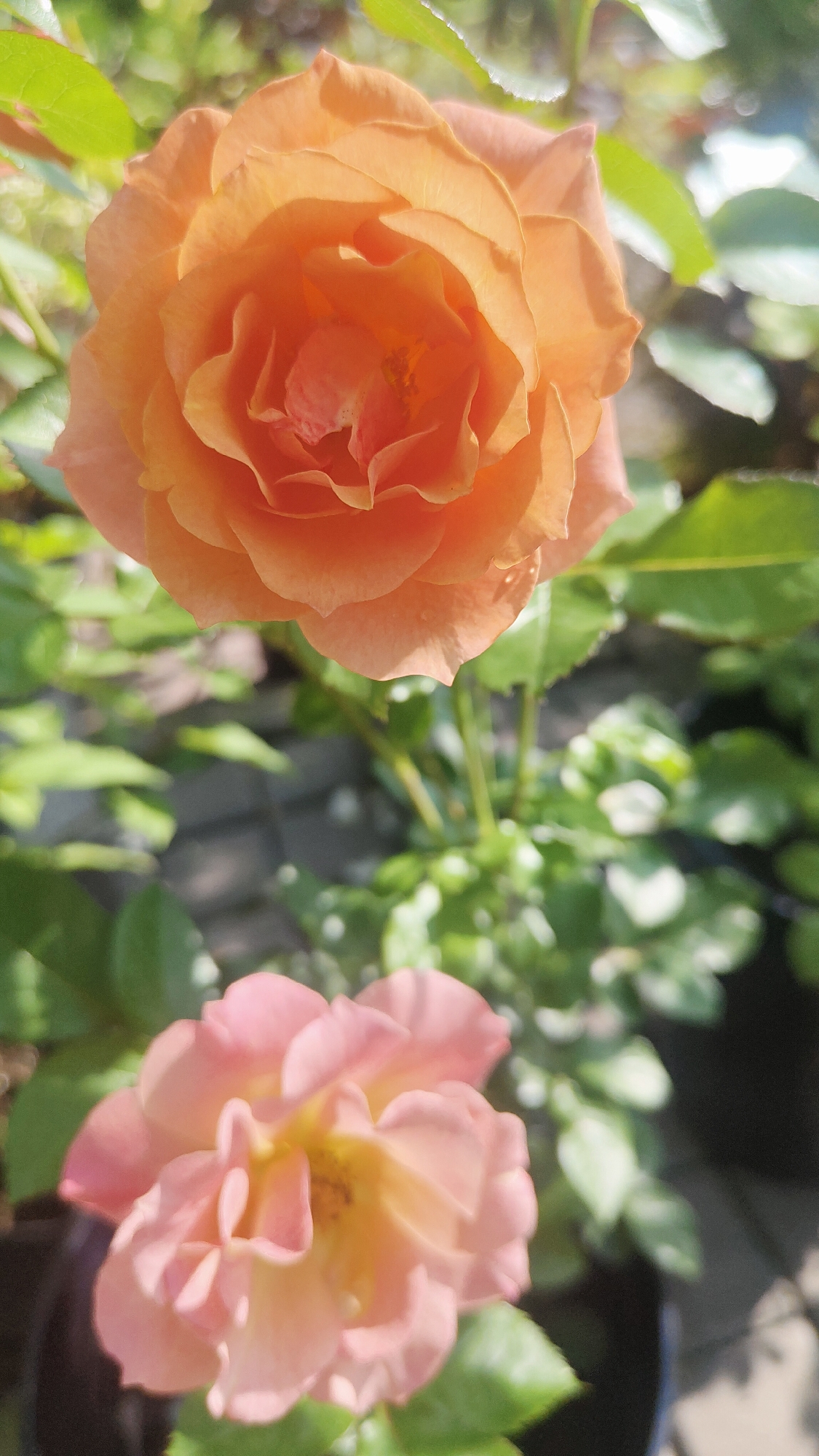 An outdoor, close-up, vertical shot focuses on two roses with green foliage in the background. The top rose is a vibrant orange, and the bottom rose is a softer pink. The image is bright and appears to be taken on a sunny day. No people are visible. The setting appears to be a garden or backyard. It is not possible to determine the location within Krasnoyarsk, Russia, from the image.