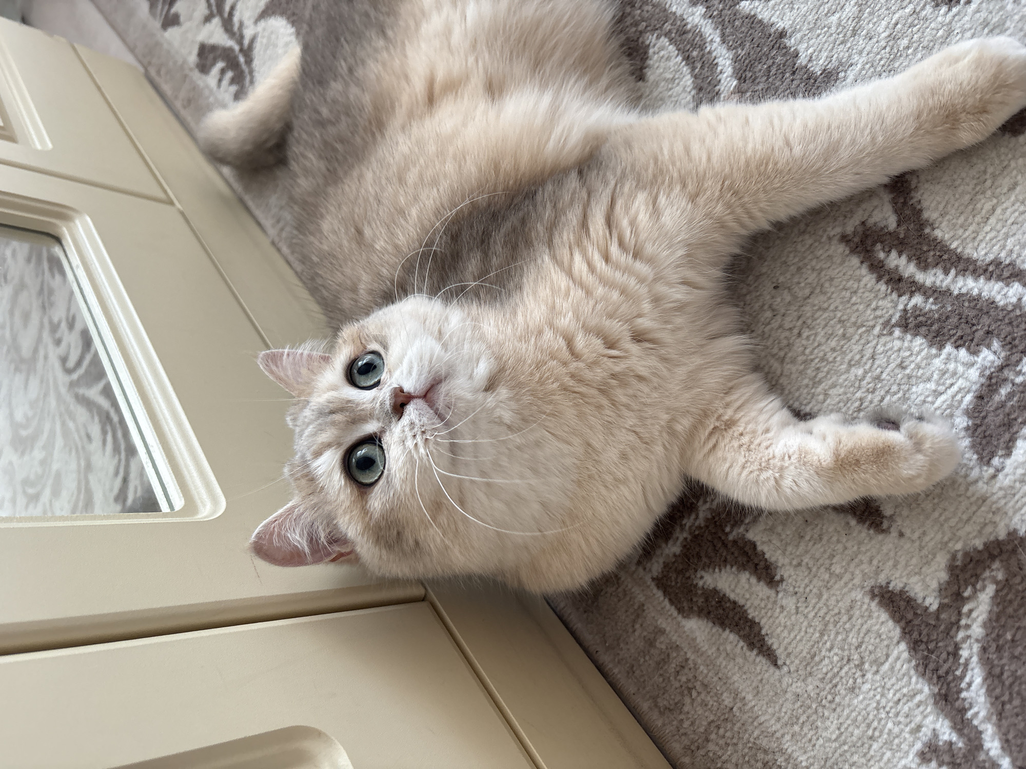 An adorable cat with light cream or beige fur and striking blue-green eyes is the central subject of this close-up, high-angle shot. The cat is lying on its back or side, stretching out comfortably on a patterned rug. Its head is tilted slightly upwards, looking directly at the camera with an inquisitive and relaxed expression. Long, white whiskers frame its face, and its ears are perked.
The cat's front paws are extended upwards and slightly outwards, one visible clearly, the other partially obscured. Its body is plush with fur, showing variations in shading, suggesting contours as it lies.
The immediate setting is indoors, likely a cozy home environment in Chaikovsky, Russia. The cat rests on a light-colored rug with a repeating pattern of abstract, dark brown, or gray shapes against a lighter, possibly beige or off-white background. To the left of the cat, a cream-colored piece of furniture, possibly a cabinet, door panel, or shelf, is visible. It features recessed panels and what appears to be a glass or reflective insert, showing a blurred reflection of the rug's pattern or another part of the room.
The lighting is soft and diffused, indicating it is likely daytime, but there are no direct harsh shadows or bright sunbeams. The overall mood is calm and domestic. No visible text is present in the image. The cat appears to be in a moment of rest or gentle interaction with the person holding the camera.