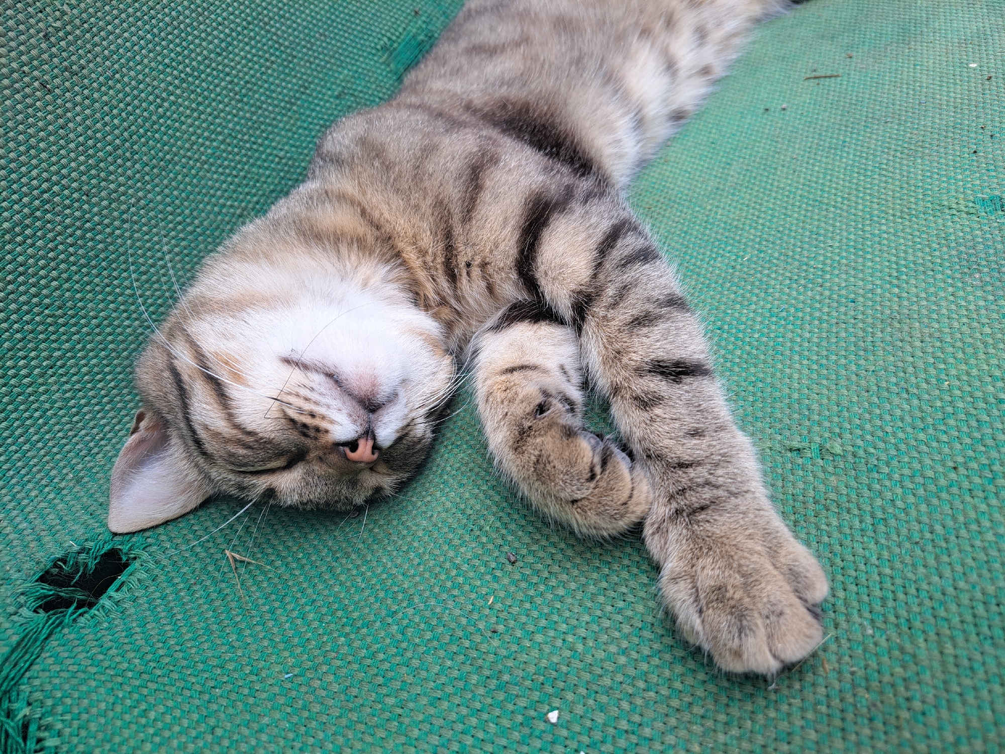 A tabby cat is sleeping on a green, textured surface. The cat is lying on its side with its head resting downwards. Its eyes are closed, and its paws are relaxed, one tucked partially under its chin and the other extended. The green surface appears to be made of a woven material, possibly upholstery or outdoor fabric, and it has a large tear with frayed threads in the lower left portion of the image. The scene is lit by natural light, casting soft shadows. The location is identified as Vypasne, Ukraine.