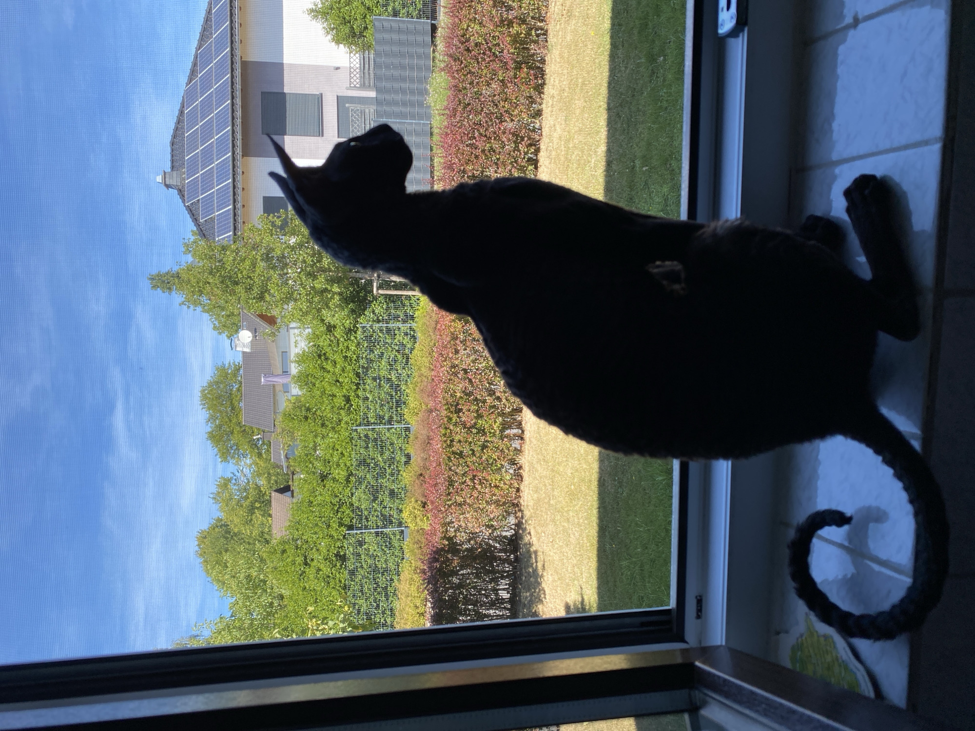 A black cat sits on a tiled windowsill, silhouetted against a bright blue sky and a suburban backyard. The cat is facing to the right, with its head turned slightly as it looks out the window. Its tail is curled on the windowsill. Beyond the window, a green lawn is bordered by a hedge with red-tinged leaves. In the background, houses with solar panels on their roofs are visible, with trees and a fence in between. The scene appears to be in Flammersfeld, Germany, given the suburban architecture and the presence of solar panels, which are common in Germany. The lighting suggests it is daytime, likely late morning or early afternoon, due to the shadows cast. There are no people visible in the image.