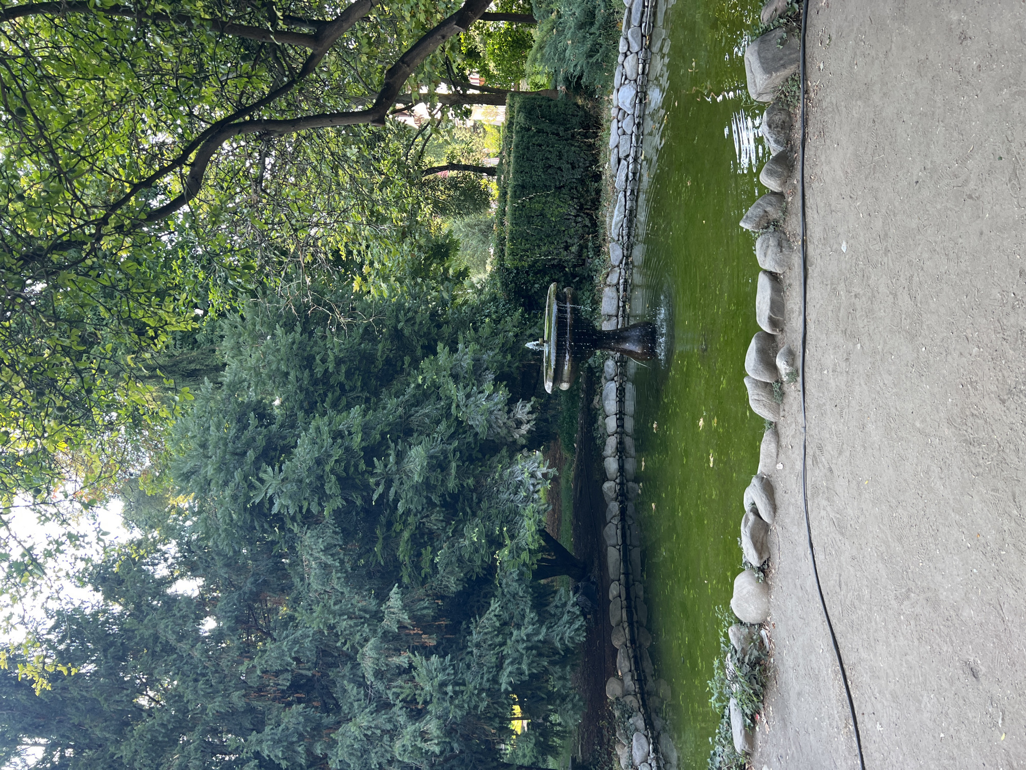 The image shows an outdoor scene in a park. In the foreground, there is a dirt path with a black cable running across it. The path is bordered by large, grey stones. Behind the stones is a pond with green, murky water. A fountain in the center of the pond is active, with water spraying upwards. The pond is surrounded by more stones and some greenery. In the background, there are large trees with dense foliage and a neatly trimmed hedge. The overall environment appears to be a tranquil garden or park setting, likely in Plovdiv, Bulgaria, given the context provided. No people or animals are visible in the image.
