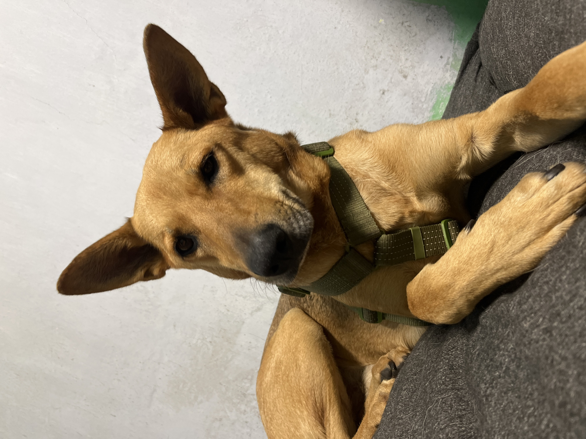 A medium-sized, short-haired, tan-colored dog with erect ears is lying on a dark gray cushioned surface. The dog is wearing a green harness. Its head is turned towards the camera, and its eyes are open. The background is a textured, light-colored wall. The image is a close-up shot, with the dog occupying most of the frame. There is no discernible information about the location in Nizhny Tagil, Russia.