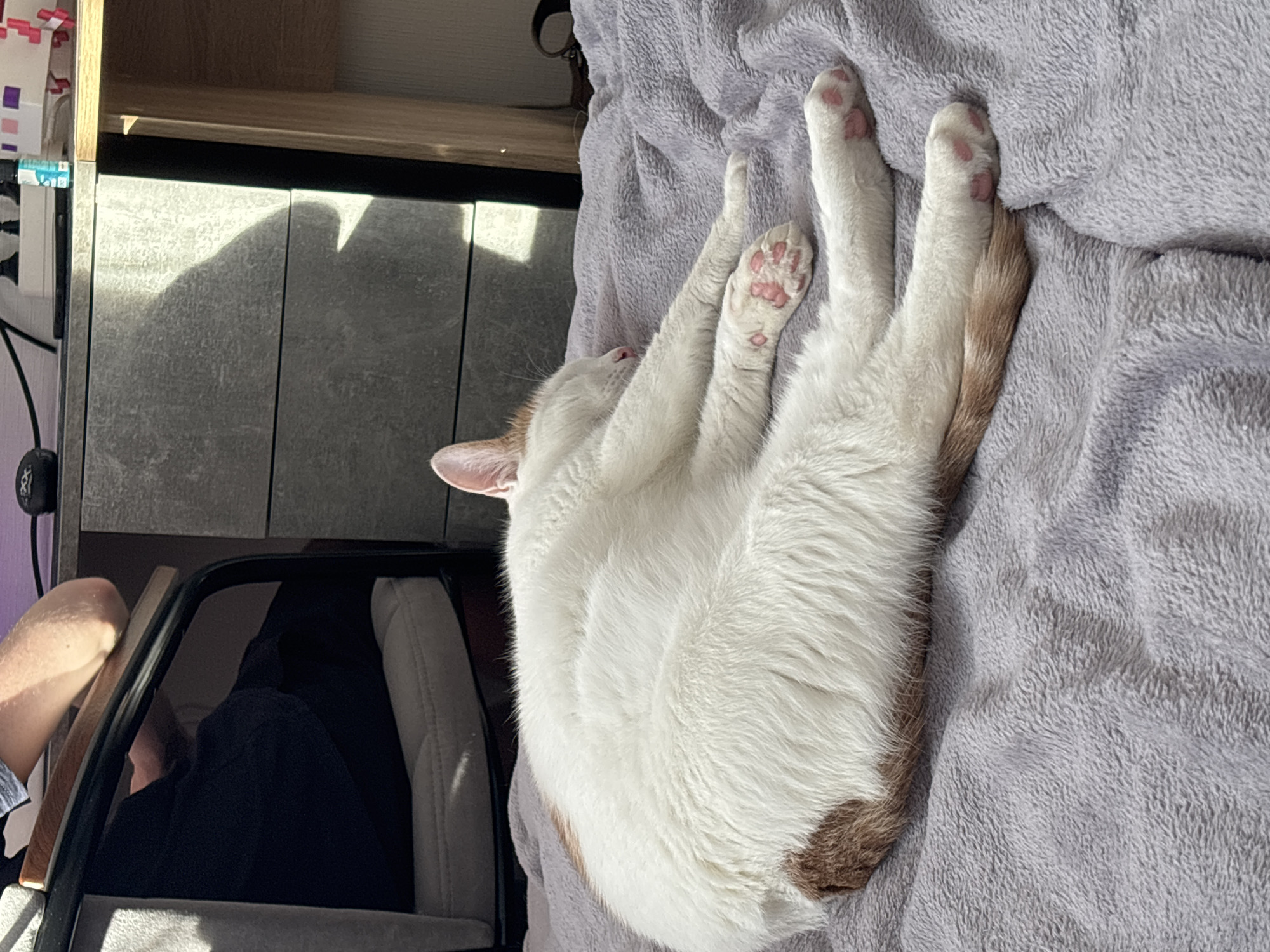 This image captures an indoor scene within the city of Unknown, Russia, featuring a domestic cat resting on a soft surface. The primary subject is a white and light brown/ginger cat, lying on its left side, extended, with its eyes closed, indicating sleep or deep rest. Its visible paws display distinct pink toe beans. The cat rests on a light purple, plush, textured blanket or comforter. In the background, to the left, a portion of a chair with a dark metal frame, a padded light-colored seat, and a wooden armrest is visible. A person's arm, clad in a dark blue sleeve, rests on the chair's armrest. To the right, a dark gray dresser with three drawers is situated under a light wood desktop or shelf. On the desktop, a black computer mouse, a small light blue and white bottle, and a white object with pink and purple square patterns are visible. Strong natural light illuminates the left side of the scene, casting prominent shadows, particularly on the dresser.