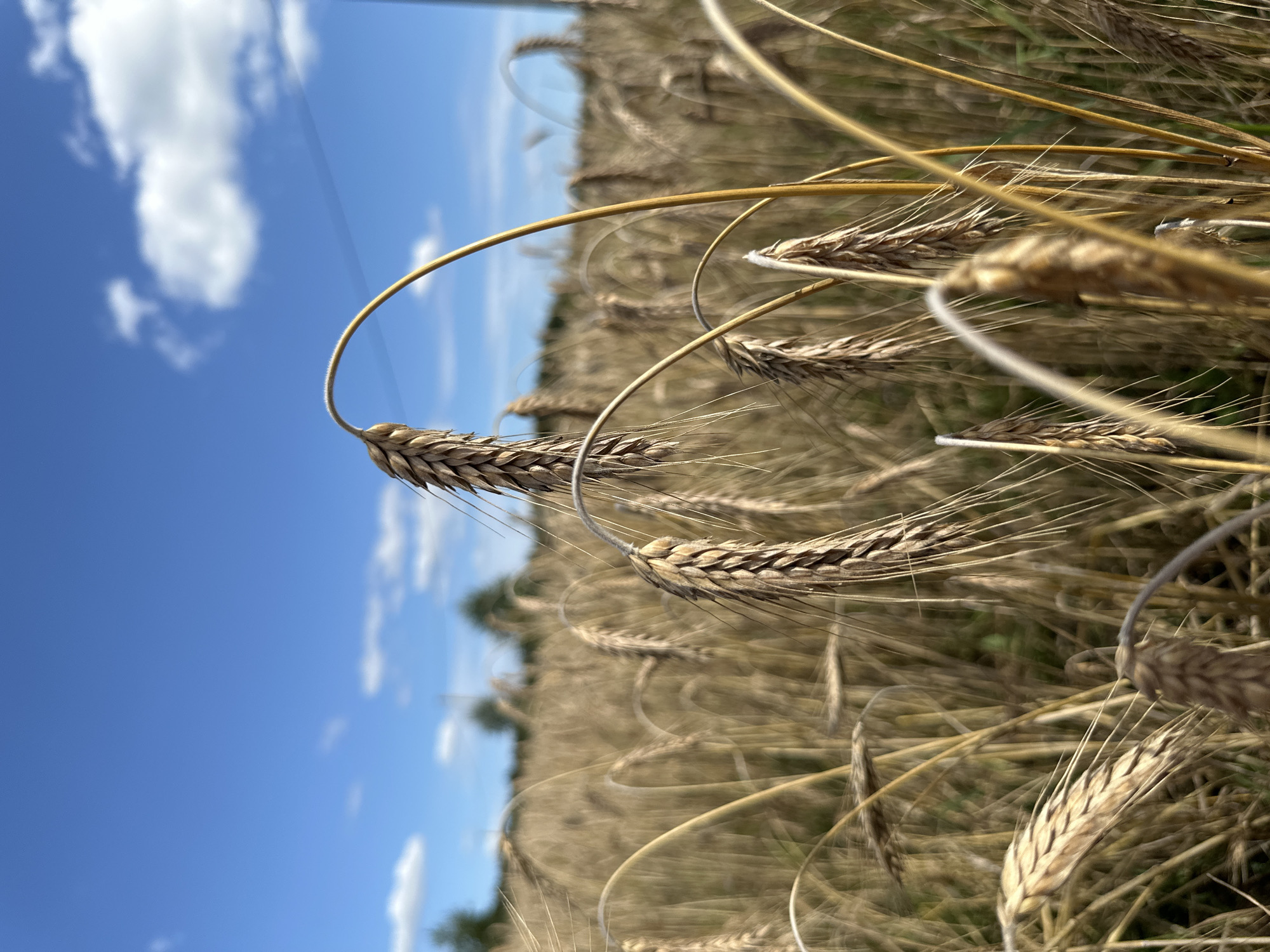 The image depicts a close-up, low-angle shot of a field of ripe wheat, likely located in the vicinity of Norviliškės, Lithuania. The wheat stalks, predominantly golden-brown in color, are in the foreground and fill the majority of the frame. Several wheat ears are sharply in focus, showcasing their textured grains and wispy awns. The stalks exhibit a natural curvature, with some bending under the weight of the grain. In the background, a vast expanse of wheat stretches towards the horizon, fading into a soft blur. Above the field, a bright blue sky is visible, dotted with scattered white clouds. The overall impression is one of an agricultural landscape under a clear, sunny sky.