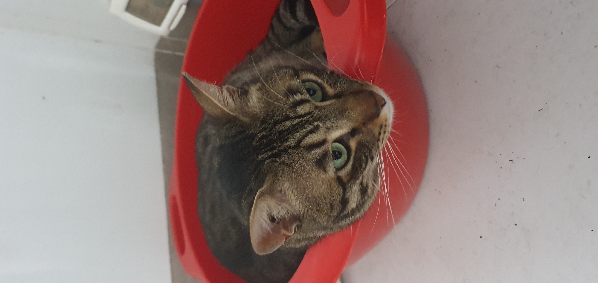 A tabby cat with green eyes is resting in a bright red plastic basin. The cat is facing to the right, with its head lowered and resting on the edge of the basin. Its fur is a mix of brown, black, and tan stripes. The basin appears to be clean and is positioned on a light-colored surface. In the background, a white wall is visible, and a small white device, possibly a thermometer, is mounted on the wall. The scene appears to be indoors, likely in a residential setting. The overall lighting suggests a well-lit room. The location is in Bat Yam, Israel.