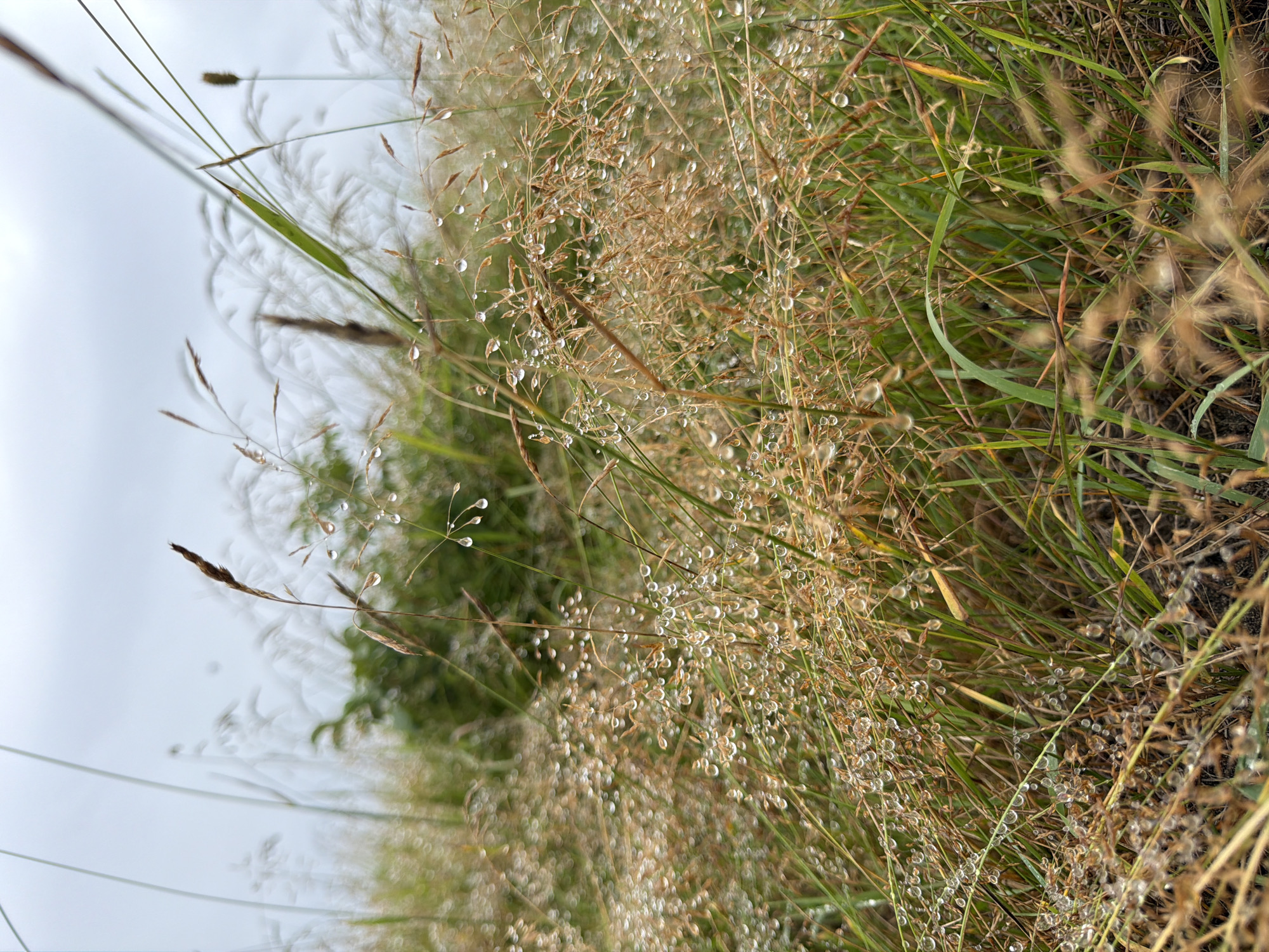 The image is a close-up shot of tall grass, covered in numerous small water droplets, likely dew or rain. The grass appears dry and brittle in some areas, with a mix of green and brown stalks and seed heads. The background is blurred, suggesting a shallow depth of field, and shows more grass and greenery under an overcast sky. The location is identified as Unknown, Russia. There are no people or visible animals in the image. The overall mood is natural and serene, emphasizing the details of the wet vegetation.