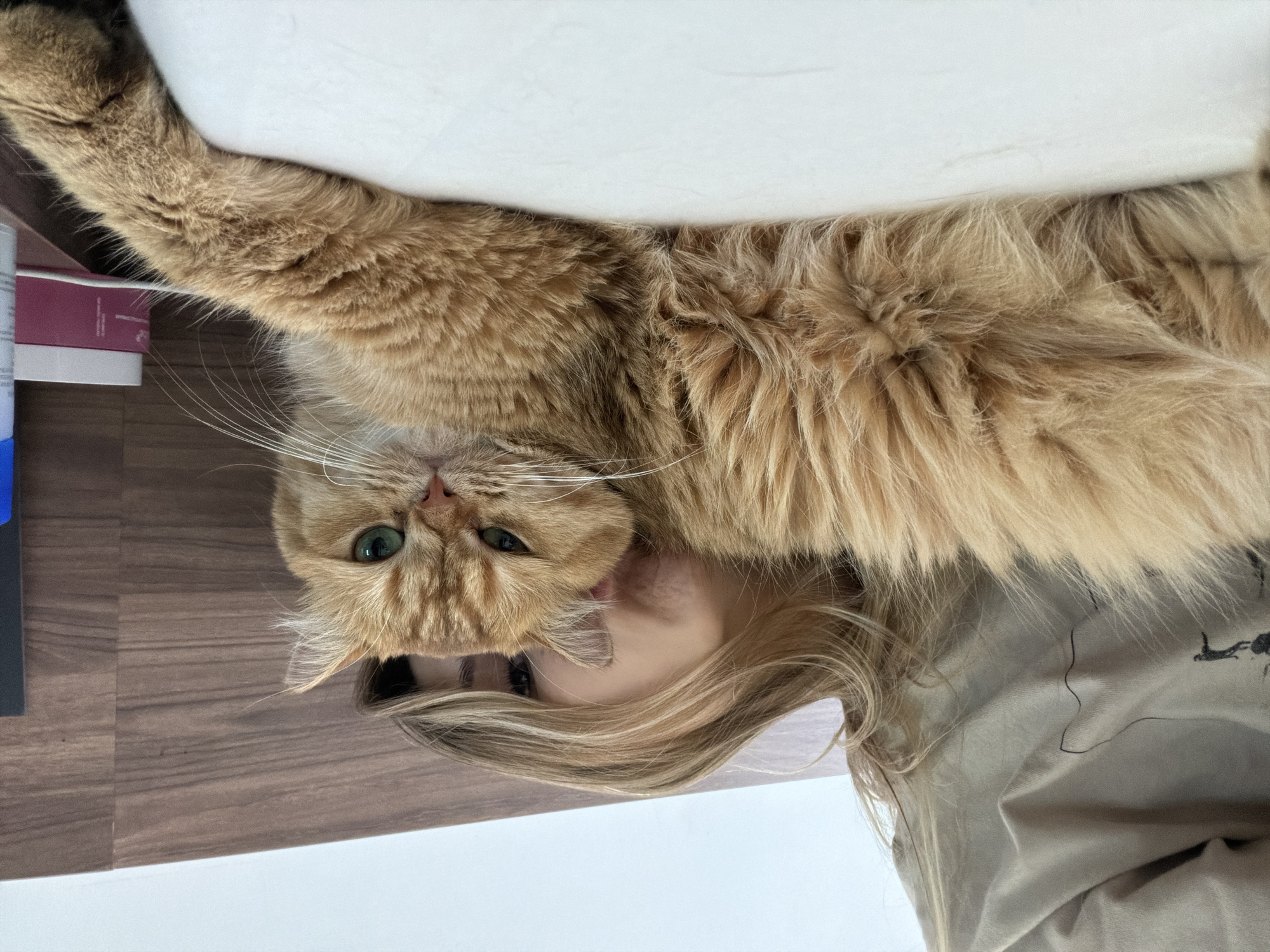 A close-up shot captures a person and a ginger cat in what appears to be a bedroom. The person's blonde hair is spread across the frame, obscuring much of their face, with only a glimpse of an eye visible. They are lying down, with their head resting near the cat. The ginger cat, with striking green eyes, is the main subject, positioned in the foreground. Its long, fluffy fur is a prominent feature. The cat is lying down, with its body extending horizontally across the frame. A wooden headboard of a bed is visible in the background, along with some items on a nightstand to the right, including a pink container and a blue bottle. The lighting is soft, suggesting an indoor setting. The scene is devoid of any specific indicators placing it in Đà Nẵng, Vietnam.
