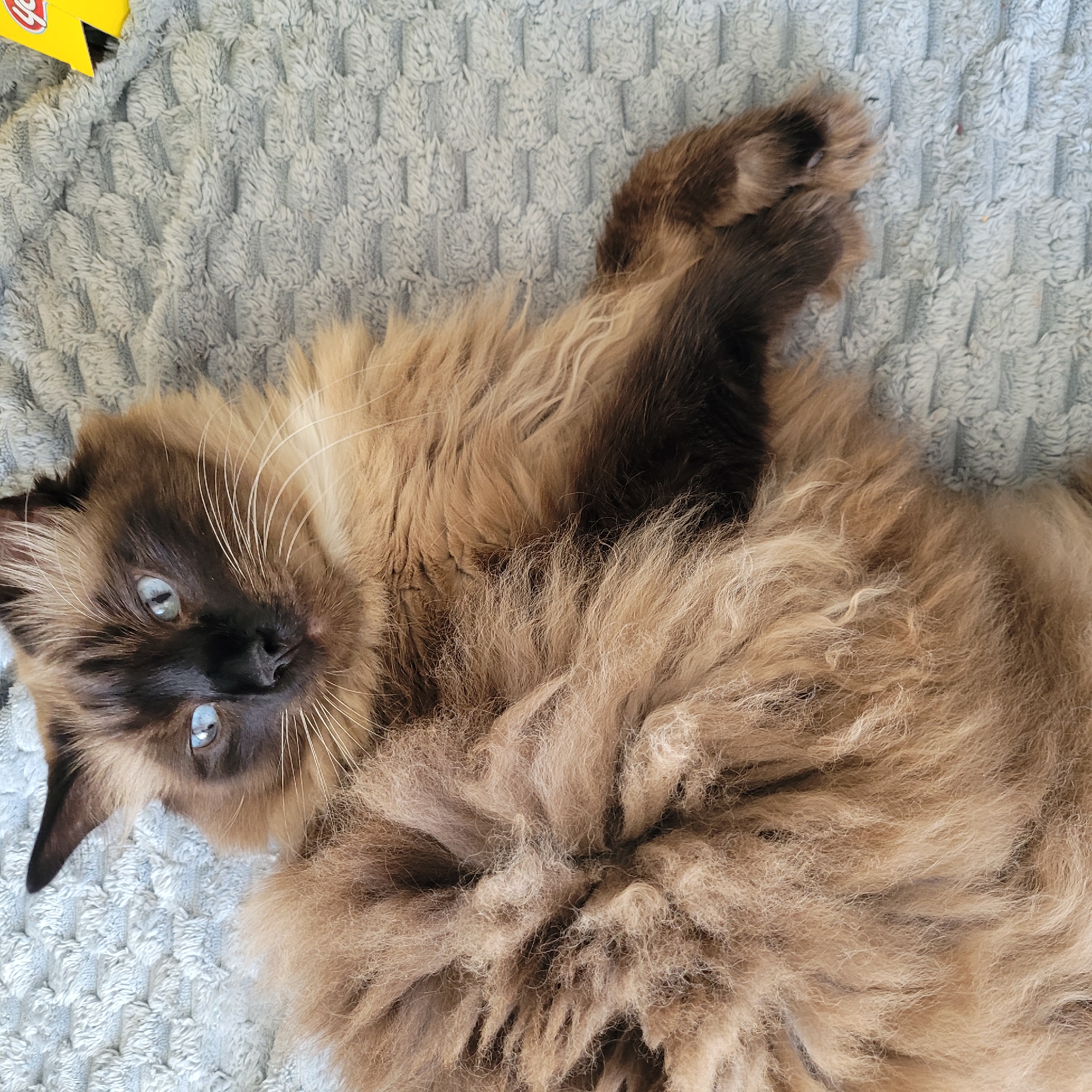 A close-up, high-angle, overhead shot shows a fluffy, long-haired Siamese cat lying on its back on a textured, light blue blanket. The cat's fur is a mix of cream, brown, and black, with darker points on its face, ears, and paws. Its blue eyes are open and looking towards the camera. The cat's paws are visible, with one resting on its chest and the other extended. The background consists of the blanket and a small portion of a yellow object, possibly packaging, in the upper right corner of the frame. The scene appears to be indoors, with no specific city landmarks from Jūrmala, Latvia, visible.