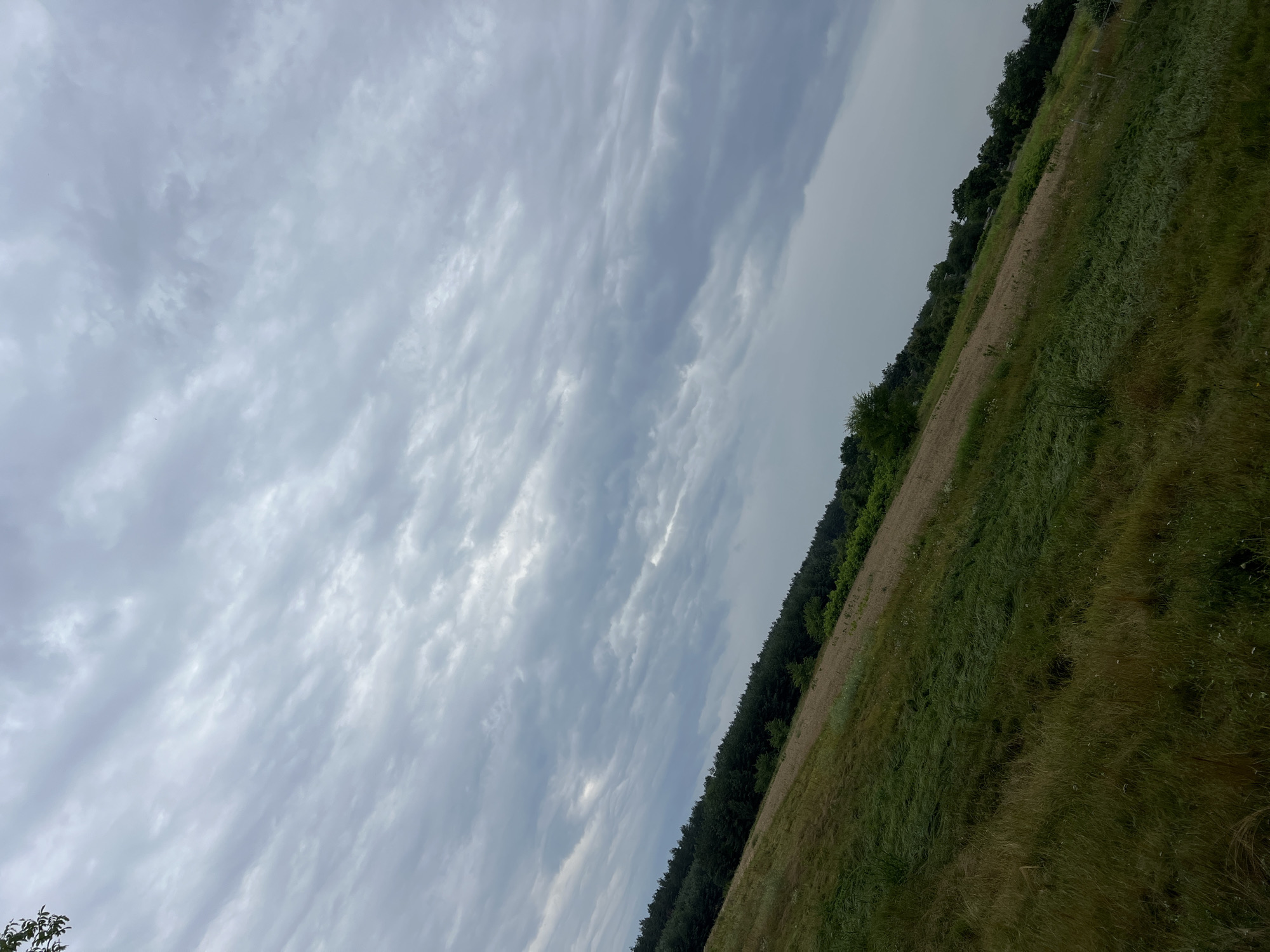 The image shows a cloudy sky over a sloping grassy hill with a line of trees at the top. The foreground is dominated by tall, dry grass, transitioning to shorter, greener grass further up the slope. A strip of lighter, drier vegetation runs across the middle of the hill. The trees forming a dense, dark green line at the crest of the hill. The sky is filled with a thick layer of grey, undulating clouds, with some lighter patches indicating diffused sunlight. The scene appears to be a rural or natural landscape, possibly a park or a hillside outside of a developed urban area. There are no people or structures visible in the image.