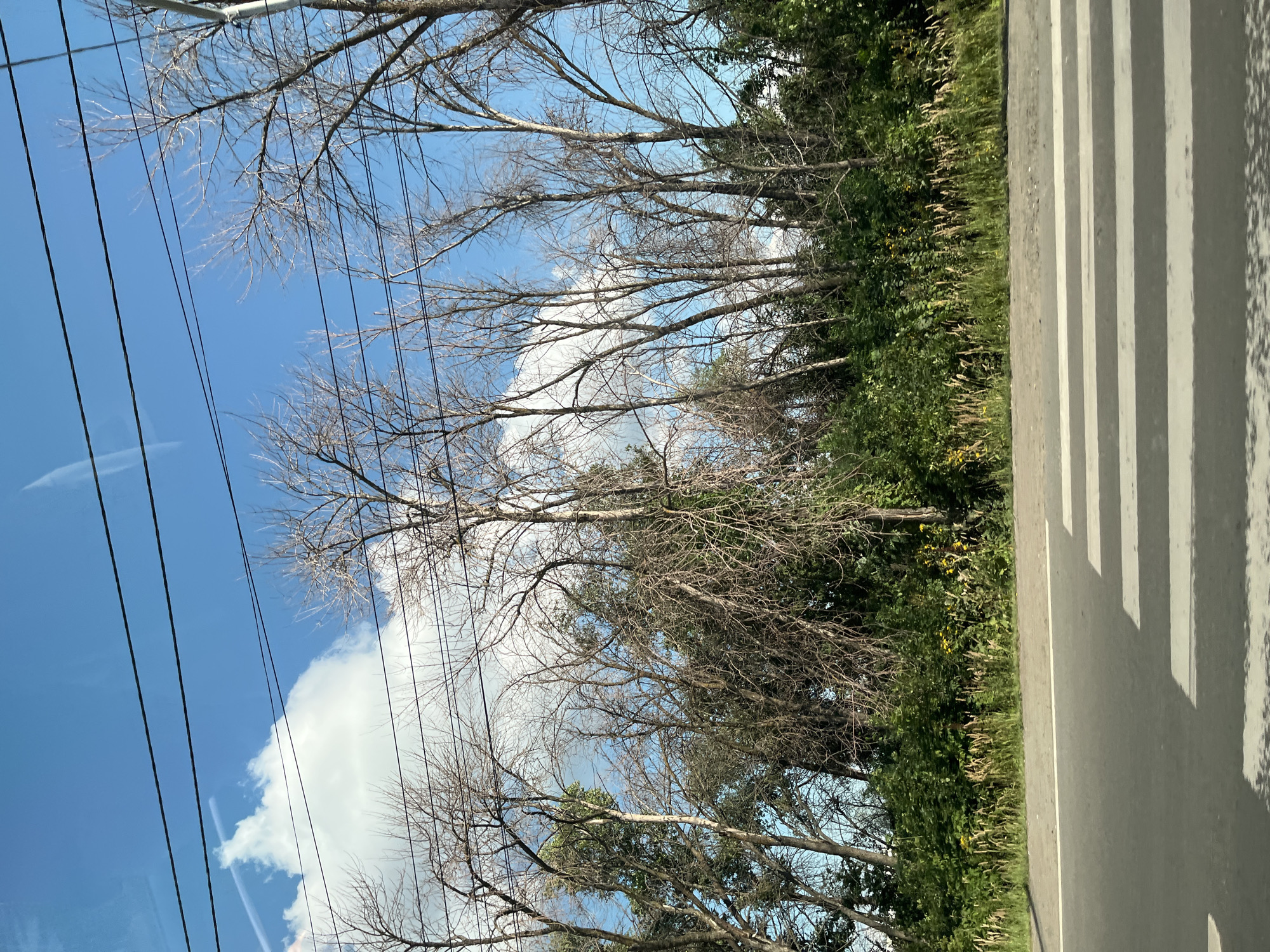 The image depicts a crosswalk on a paved road with a white stripe to the left of the crosswalk. Behind the road, there is a lush green hedge with some yellow wildflowers. Behind the hedge, there are many bare, dry trees with thin branches reaching towards a bright blue sky with scattered white clouds. Several black power lines are visible in the upper portion of the image, stretching across the sky. There are no people visible in the image. The image was taken from a moving vehicle, possibly a car, as indicated by the slight blur and reflections on the lower part of the frame. The scene is likely a roadside area within the city of Saratov, Russia, given the context provided.