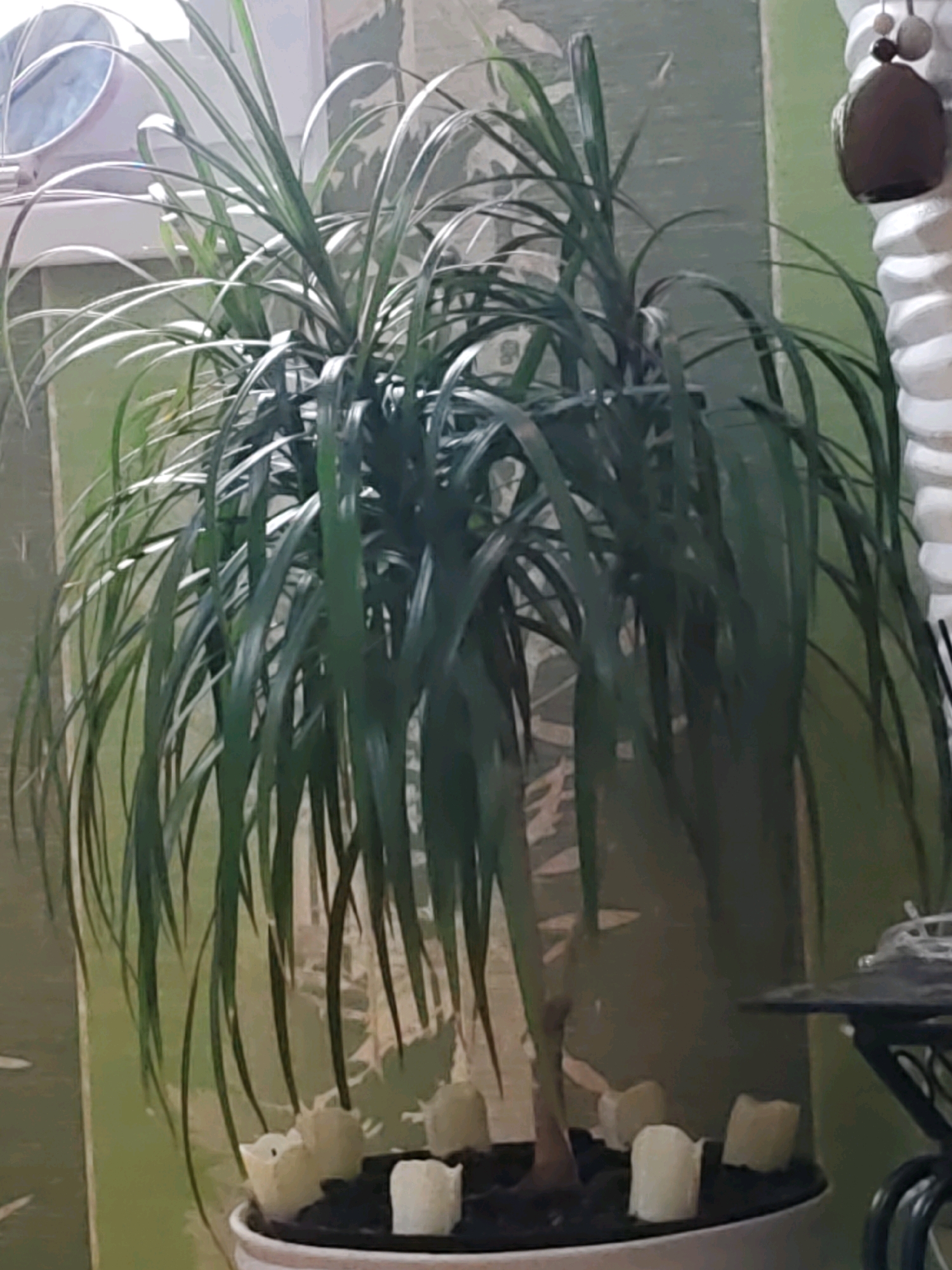 This image shows a potted plant with long, arching green leaves. The plant is in a white pot, and the soil is covered with several small, white, cylindrical objects that appear to be votive candles. The background consists of a greenish wall and a white, textured column on the right side of the frame. A round mirror with a pinkish frame is visible in the upper left corner. A black metal shelf unit with a curved top is partially visible on the right. There are no people or animals in the image. The overall impression is that of an indoor setting, possibly a home, with decorative elements. The location is identified as Rostov-on-Don, Russia.