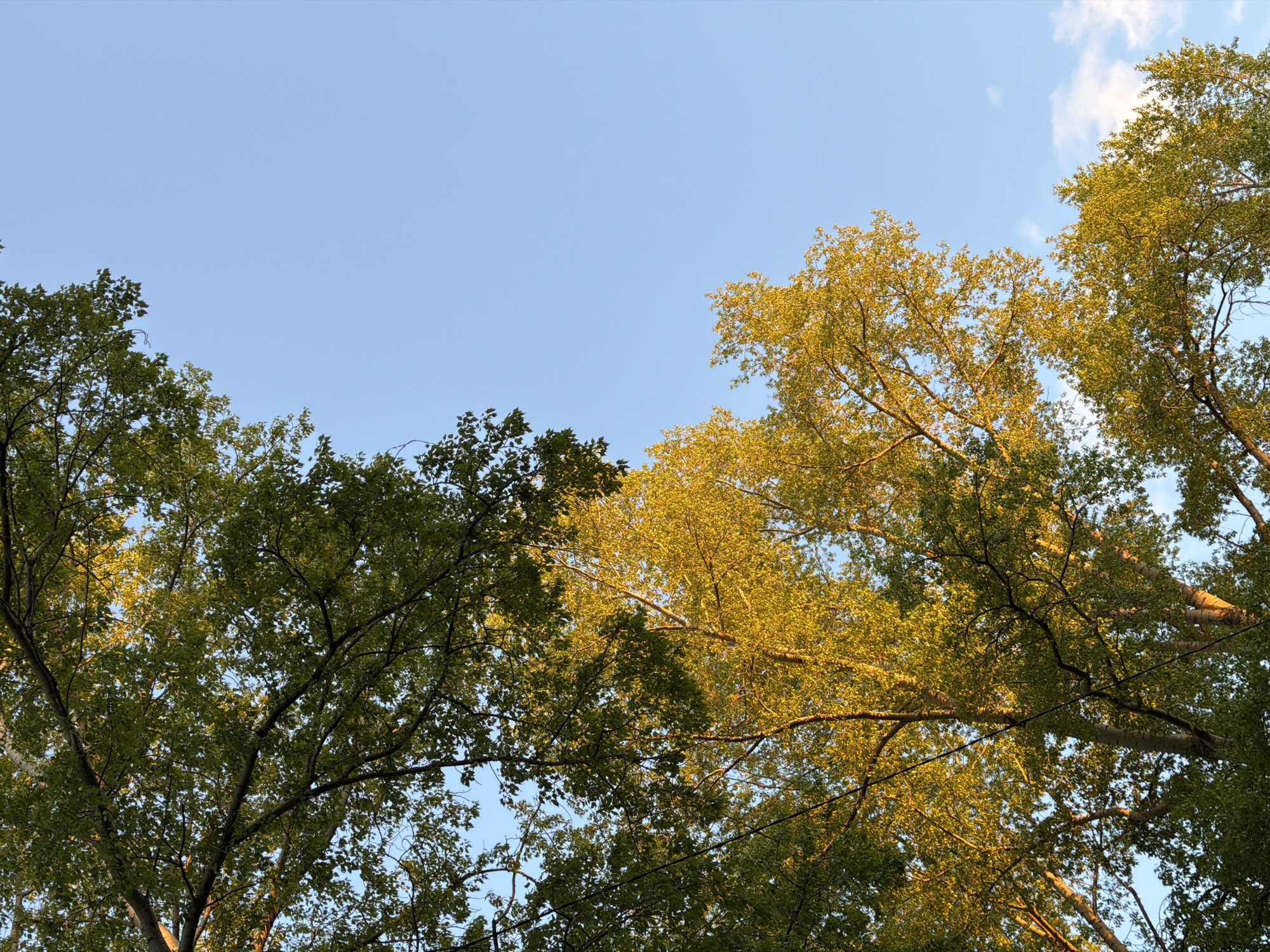 The image shows a view looking upwards into the branches of trees against a blue sky, with a few wispy clouds visible in the upper right corner. Some of the foliage appears greener and darker, while other parts have a lighter, more golden hue, possibly due to the angle of the sunlight. The location is implied to be Chaikovsky, Russia. No people or other specific objects are visible. The image depicts a natural environment with the trees as the primary subjects.