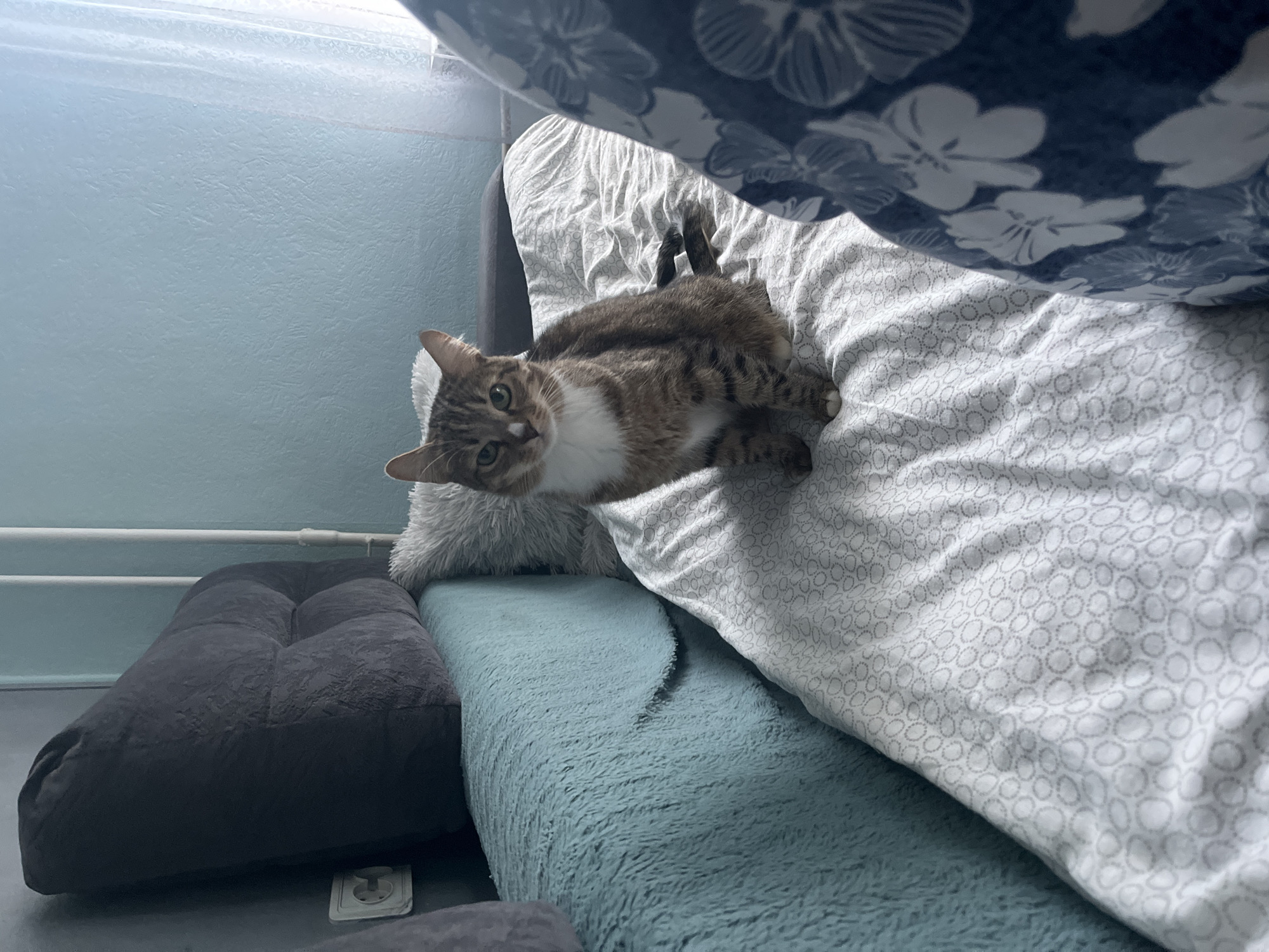 A medium-shot captures a tabby cat with white fur on its chest lying on a bed covered with a patterned duvet and a light blue, fuzzy blanket. The cat is looking directly at the camera with its head tilted slightly to the left. To the left of the bed is a dark gray cushion on the floor. In the background, a light blue wall with a window near the top is visible. The bed is covered with a white duvet with a gray circle pattern. A blue duvet with a white floral pattern is partially visible in the upper right corner. There is an electrical outlet on the floor near the gray cushion. The scene appears to be indoors in a domestic setting. The location of Izhevsk, Russia, cannot be determined from the image.