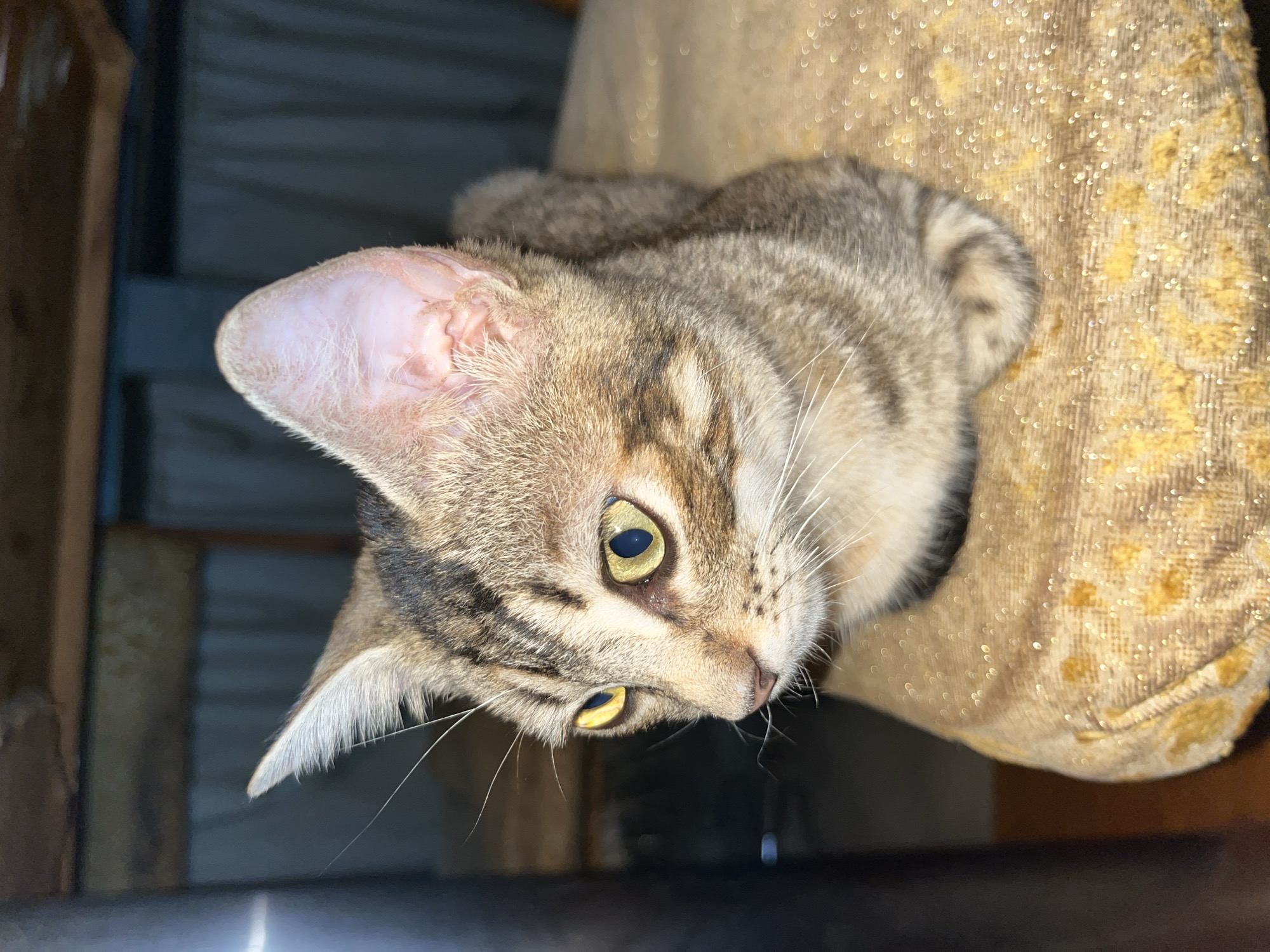 A domestic tabby cat, displaying brown, tan, and dark striped fur, is positioned in a "loaf" configuration on a golden, textured fabric surface, exhibiting glittery accents. Its prominent yellow eyes, with dilated, vertically elliptical pupils, gaze leftward. The right ear's pink interior is visible, and the left ear displays white fur tufts. White whiskers extend laterally from its muzzle. The cat's front paws are tucked beneath its body. The background is dark and out of focus, showing indistinct dark wooden elements overhead and blurred vertical structures behind the subject. A vertical streak of intense light is present on the far left. The indoor scene is located in Tinaquillo, Venezuela.