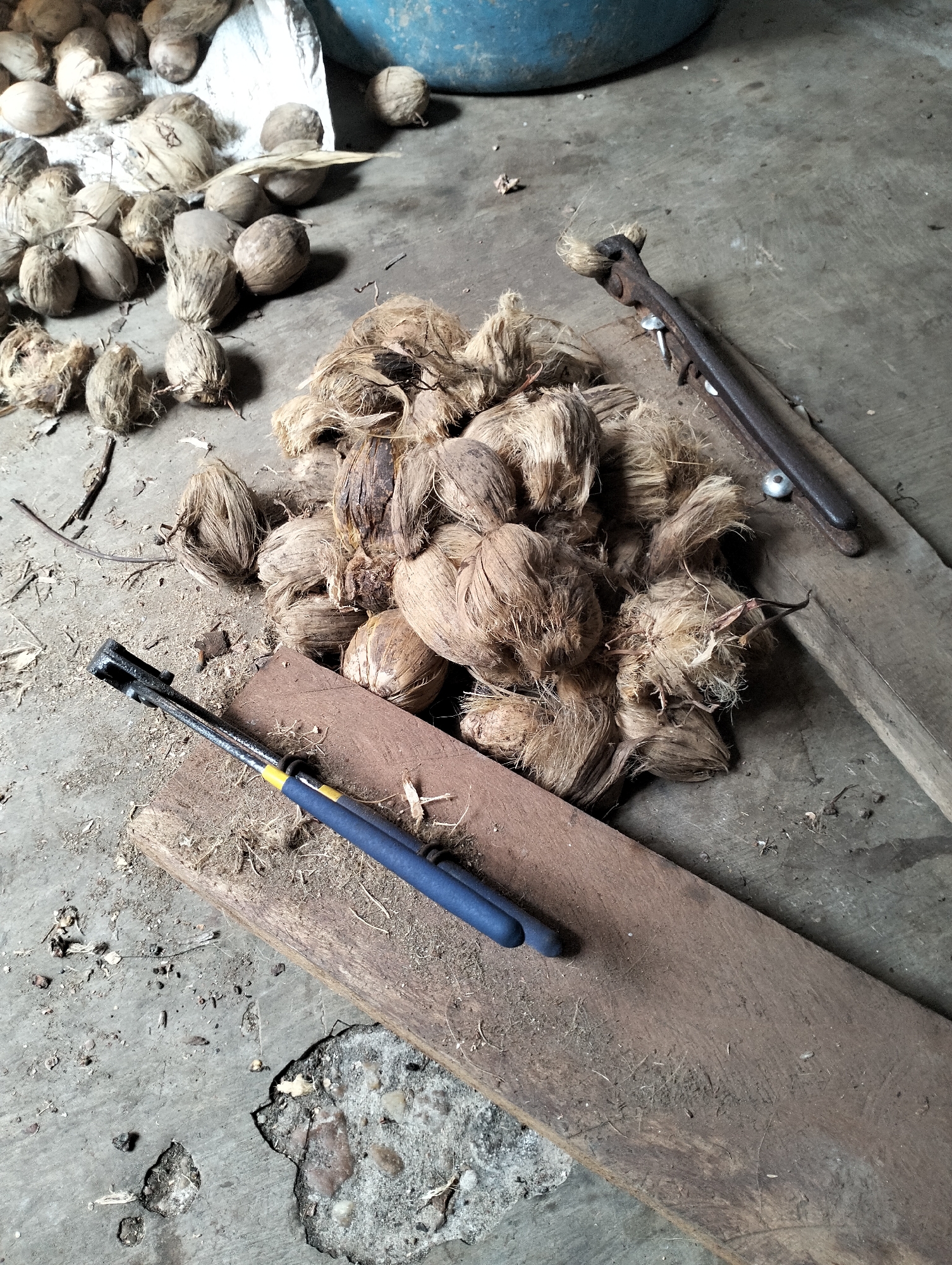 In Mandala Jaya, Indonesia, on a worn concrete floor, a pile of unprocessed coconuts is scattered, some with their fibrous husks still attached. Two tools lie nearby: a pair of rusty bolt cutters and a blue-handled cutting tool, possibly a larger form of pliers or shears. The scene suggests a rudimentary workshop or an area where coconuts are being prepared for use. The background hints at a larger, possibly blue, container, and a portion of a white bag is visible, adding to the impression of an outdoor or utilitarian setting.