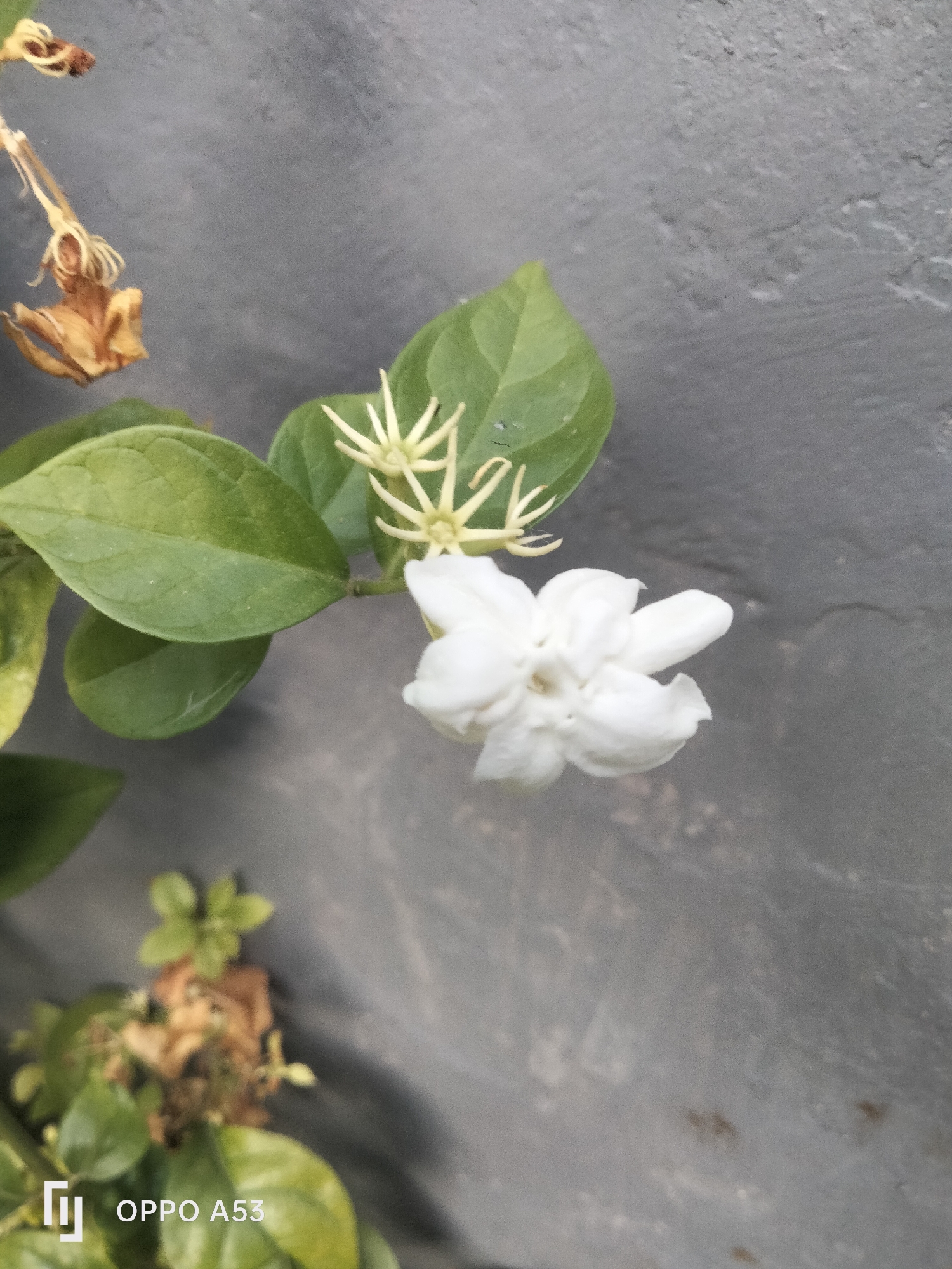 A close-up, vertical shot focuses on a blooming white jasmine flower with several green leaves and a few dried, brown flower buds against a dark gray, textured background. The flower is in the lower right portion of the frame, appearing plump and with delicate petals. Above it, a cluster of unopened jasmine buds, pale yellow and star-shaped, are visible. The leaves are a vibrant green, some showing slight yellowing at the edges, suggesting a plant in various stages of growth and decay. In the bottom left corner, partially blurred, are more green leaves and some brown, dried plant matter, along with the "OPPO A53" watermark. The overall scene suggests a plant growing against a weathered wall or surface, possibly in a garden or outdoor setting.