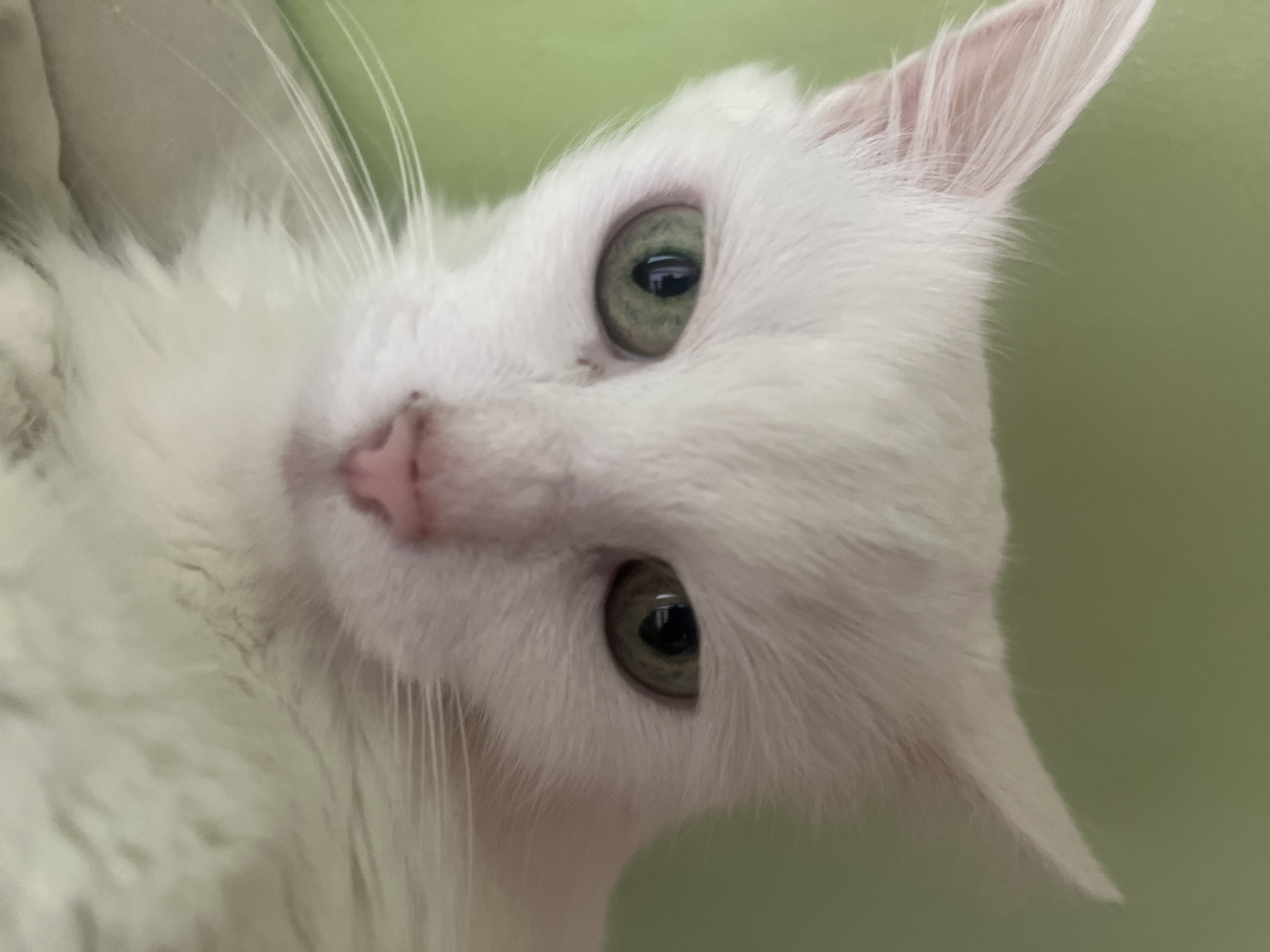 This is a close-up, head-and-shoulders shot of a white cat with green eyes against a blurred light green background. The cat is looking directly at the camera. The lighting is bright, and there is a slight tilt to the camera angle. There are no discernible features indicating the image was taken in Zlatograd, Bulgaria.
