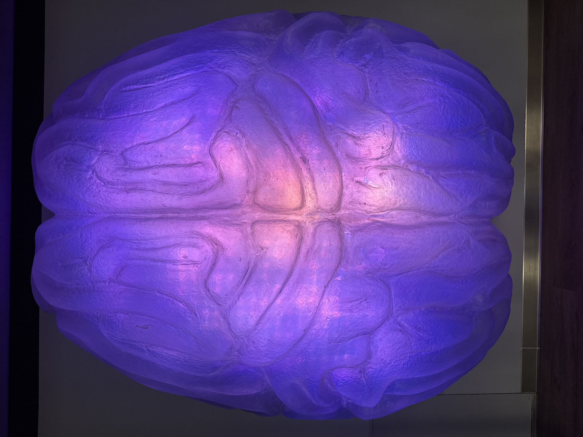 The image depicts a large, illuminated model of a human brain. The brain is a textured, light-colored material, possibly plastic or resin, with the convolutions and fissures of the brain clearly defined. The illumination casts a purple and pink glow on the model, with brighter areas in the center and along some of the grooves.
The brain appears to be mounted on a wall, adjacent to a dark panel or wall section on the left and a lighter-colored wall with a vertical metallic strip on the right. There is a dark wooden panel to the right of the metallic strip.
Based on the reference to Moscow, Russia, this could potentially be located in a museum or educational institution in the city focusing on science, medicine, or human biology.