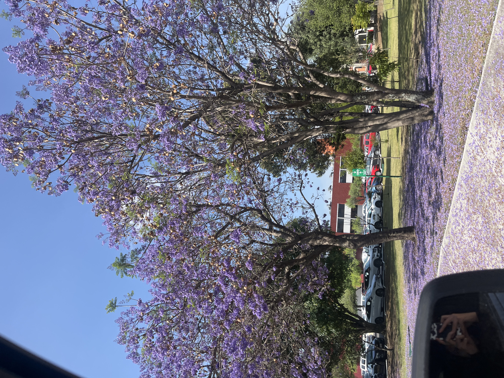 The image depicts a scene in San Andrés Cholula, Mexico, characterized by Jacaranda trees in full bloom. The trees are laden with purple flowers that have also fallen onto the ground, creating a carpet of color. In the background, there are parked cars, buildings with red brick facades, and grassy areas. A clear blue sky is visible through the branches of the trees. The photo appears to have been taken from inside a vehicle, as part of the car's interior is visible at the bottom of the image.
