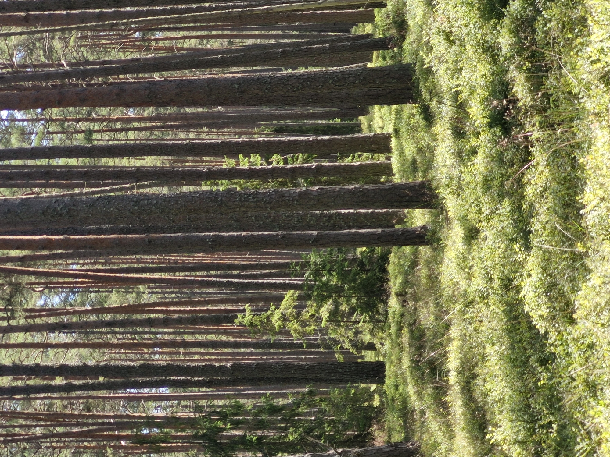 This image depicts a dense coniferous forest with tall, slender pine trees dominating the scene. The forest floor is covered in lush green undergrowth, primarily low-lying bushes and grasses, indicative of a temperate climate. Sunlight filters through the canopy, casting dappled shadows across the ground. The overall impression is one of a natural, undeveloped forest environment. No people or man-made structures are visible. The provided context places this scene in Mērsrags, Latvia, suggesting it is likely a typical forest landscape found in the region.