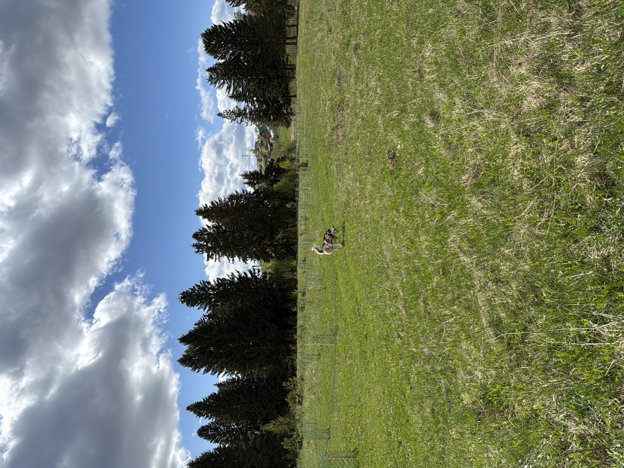 The image shows a grassy field in Фоки, Russia. The sky is blue with puffy white clouds. A line of evergreen trees separates the field from the sky. In the field, there is what looks to be a pair of domestic geese. The photo is taken during daytime.