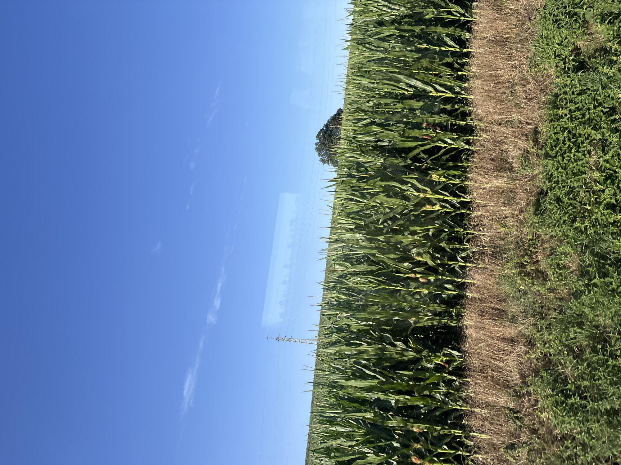 In an outdoor scene, a vast field of green corn stalks dominates the frame, stretching horizontally across the image. The corn appears tall and lush, with some stalks bearing visible ears. A strip of dry, brown grass runs along the bottom edge of the cornfield, giving way to a lower band of green vegetation. The sky above is a clear, bright blue, with only a few wispy white clouds visible. A tall, metal power line tower stands in the distance to the left of center, with power lines extending horizontally across the sky. A solitary, dark green tree with a full canopy is positioned on a slight rise in the background, towards the right side of the frame. The lighting suggests it is daytime, with sunlight illuminating the scene. Reflections are visible on what appears to be a window, distorting parts of the sky and the power lines.