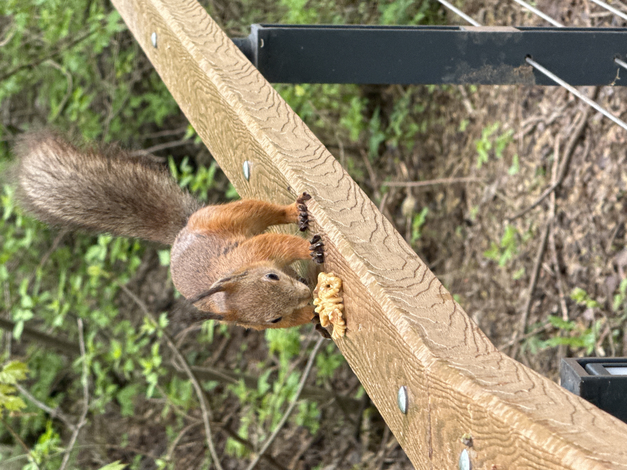 A squirrel is clinging upside down to a wooden beam, eating a pile of food. The beam appears to be part of a structure with a metal frame visible above it. The background consists of vegetation, including green foliage and brown branches. The location is not identifiable as Moscow, Russia based on the visual information provided.
