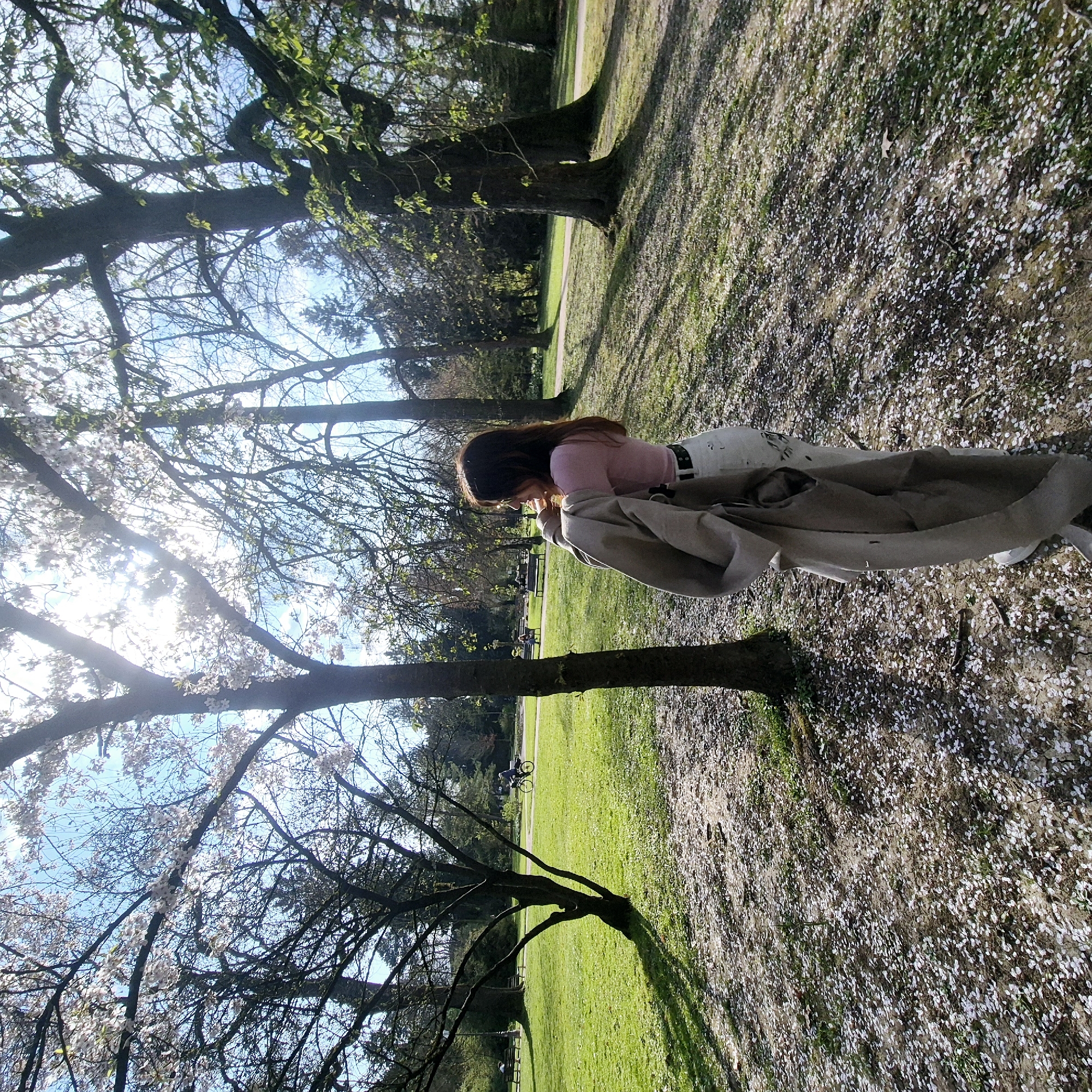 The scene depicts an outdoor park environment, identified as Parc de l'Orangerie in Strasbourg, France, during daylight hours under a clear sky. In the mid-ground, a female individual stands with her back partially to the viewer, angled slightly right of center. She possesses long, dark brown hair and is dressed in a pink short-sleeved top, light-colored trousers with a dark belt, and light-colored footwear. She holds a light-brown overcoat draped over her left arm and shoulder. Her head is turned to her left, indicating an averted gaze from the camera.
The foreground ground cover consists of light brown earth and sparse green vegetation, heavily interspersed with numerous small, fallen white petals, suggestive of blooming trees. Several large trees with dark trunks and branches are present, some displaying white blossoms, others with emergent green leaves, and some with bare branches. Strong sunlight emanates from the upper right, casting defined shadows on the ground and creating lens flare effects.
In the left mid-ground, two individuals are seated on a dark-colored park bench under the shade of a tree. Further right along a paved path, a single individual is observed riding a bicycle from left to right. The background features expansive green lawn areas, additional trees, and clear blue sky with minimal cloud cover.