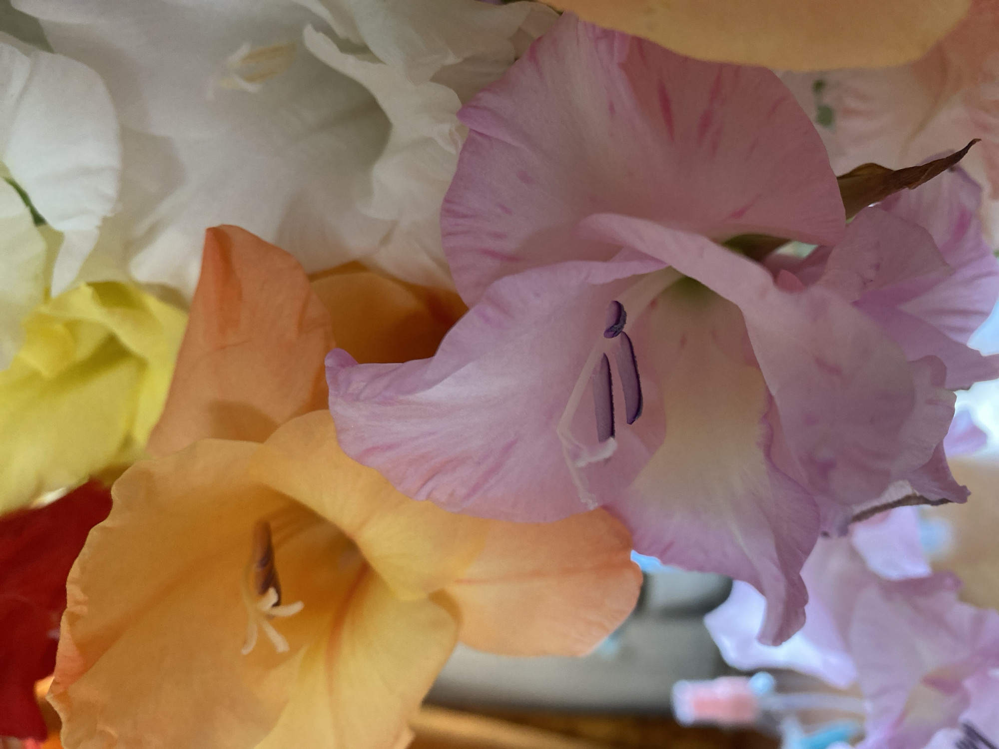 The image displays a close-up view of a bouquet of gladiolus flowers. The flowers are a mix of colors, including orange, yellow, white, and pink. The pink gladiolus in the foreground features delicate dark purple stamen and pistil. The background is slightly blurred, showing hints of red and a hint of a reflective surface on the left. There is no discernible urban environment, and the image does not provide any information about the city of Novokuznetsk, Russia.