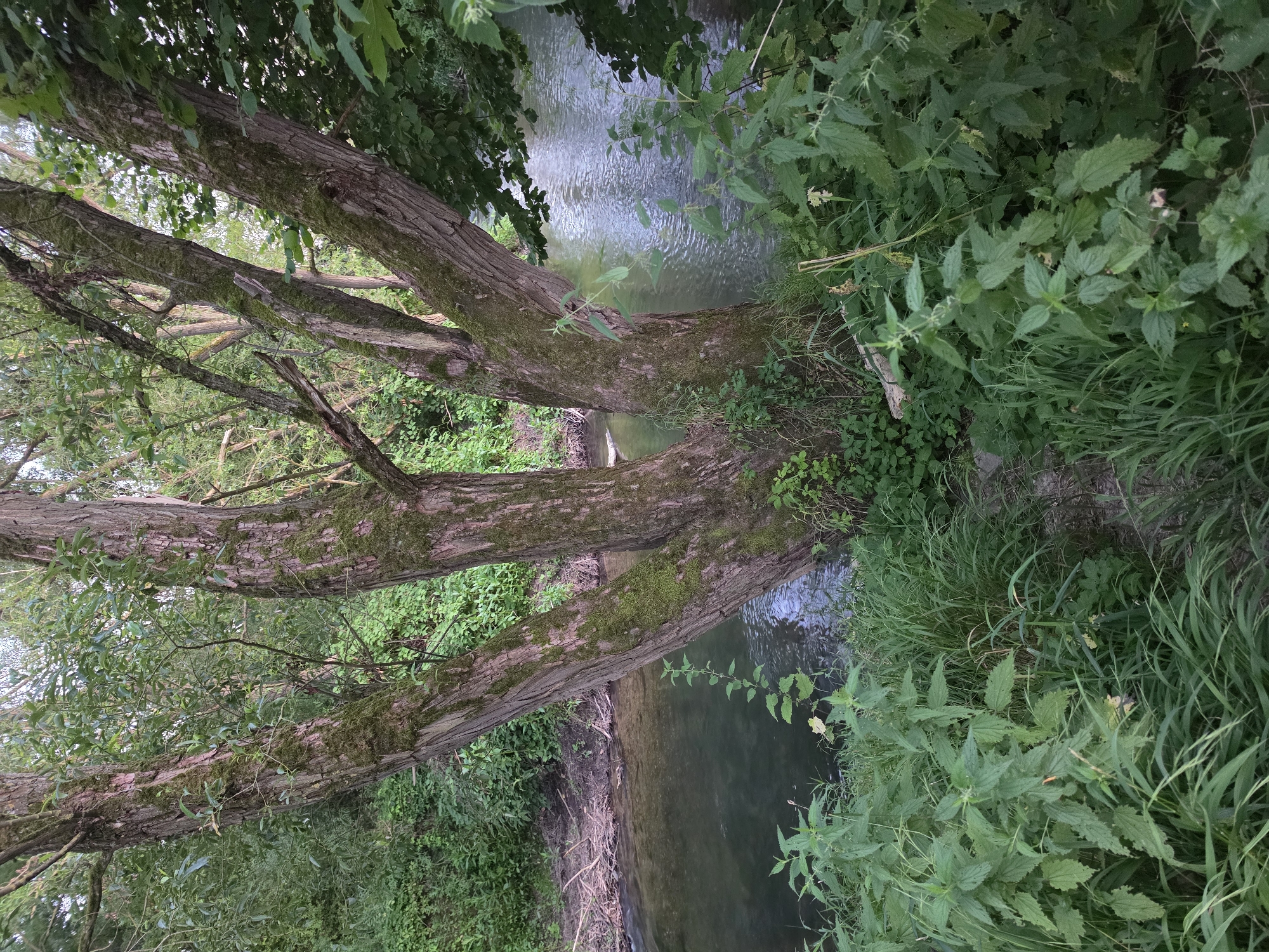 The image depicts a cluster of trees with moss-covered bark on the banks of a gently flowing stream in Godelheim, Germany. The stream's water is a murky green, reflecting the surrounding foliage. The foreground is dominated by lush green vegetation, including tall grasses and nettle plants. The trees are deciduous, with visible branches extending upwards and outwards, some of which overhang the water. The environment appears natural and untamed, suggesting a rural or semi-rural setting. There are no people or animals visible in the scene. The lighting suggests it may be late afternoon or early evening.