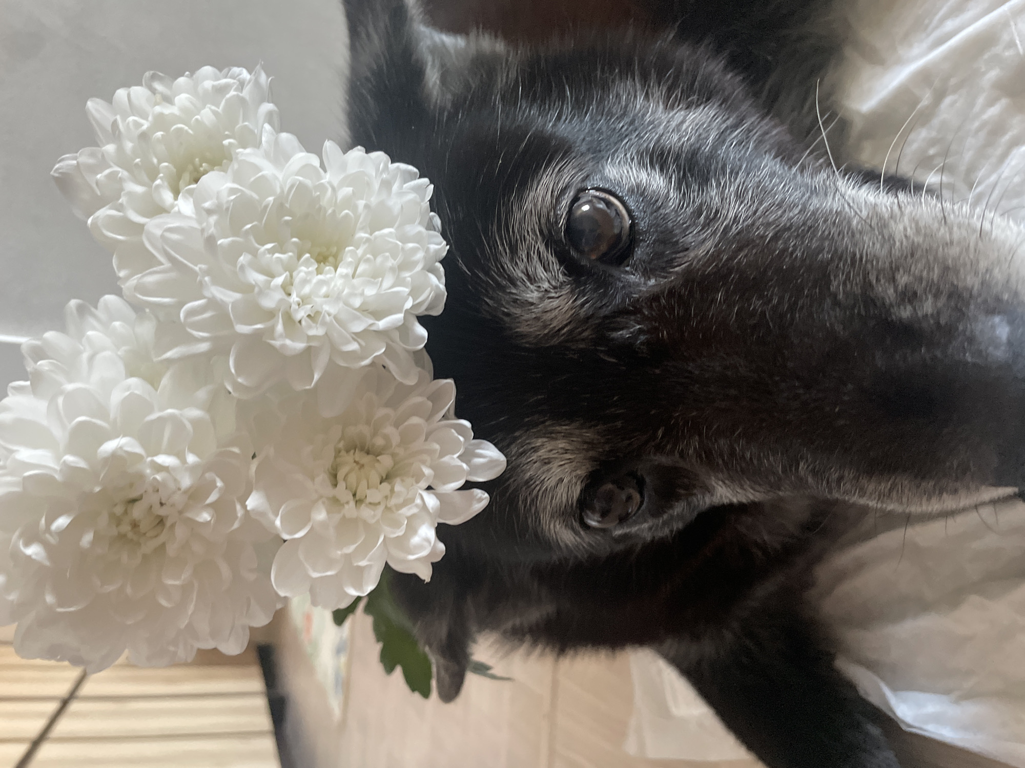 A close-up, slightly angled portrait shows a black dog with graying fur around its eyes and muzzle lying next to a cluster of white chrysanthemums. The dog's eyes are open and appear to be gazing at the camera. The chrysanthemums are on the left side of the frame, their petals densely layered. The background is slightly out of focus, showing hints of a patterned surface, possibly wood or woven material, with a white surface directly under the dog. The image does not provide any information that indicates its location is in Chaikovsky, Russia.
