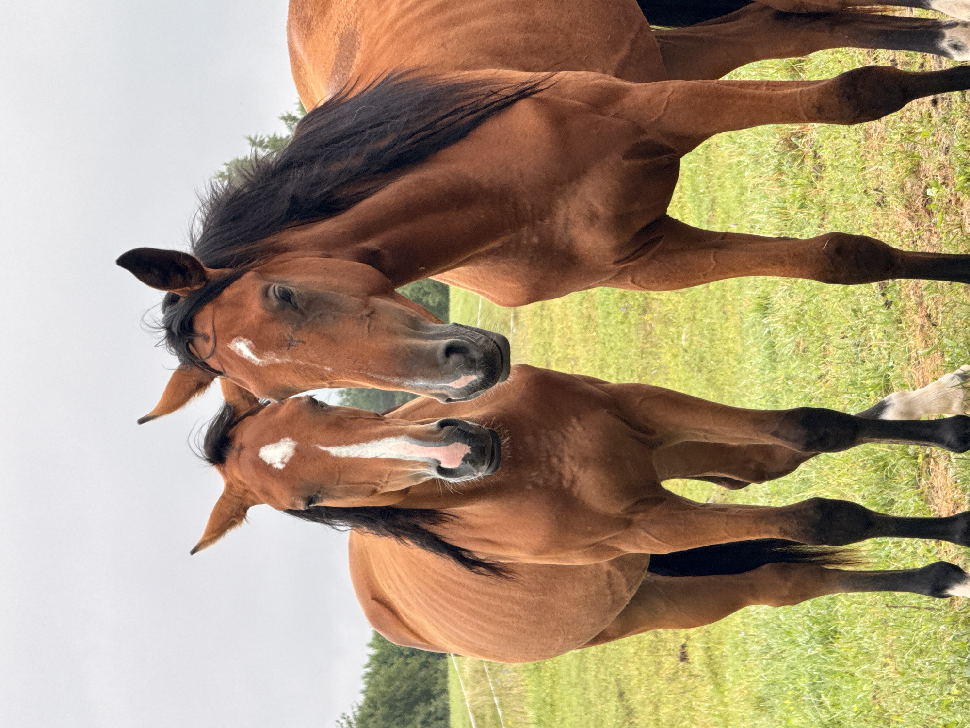 Two bay horses stand side-by-side in a grassy field under an overcast sky. The horse on the left is slightly closer to the camera and is looking forward, while the horse on the right is also looking forward and slightly towards the left. Both horses have a white blaze on their faces and dark manes. The field is green and appears to be a pasture. In the background, there are trees and a white fence. The image was taken in Galinė, Lithuania.