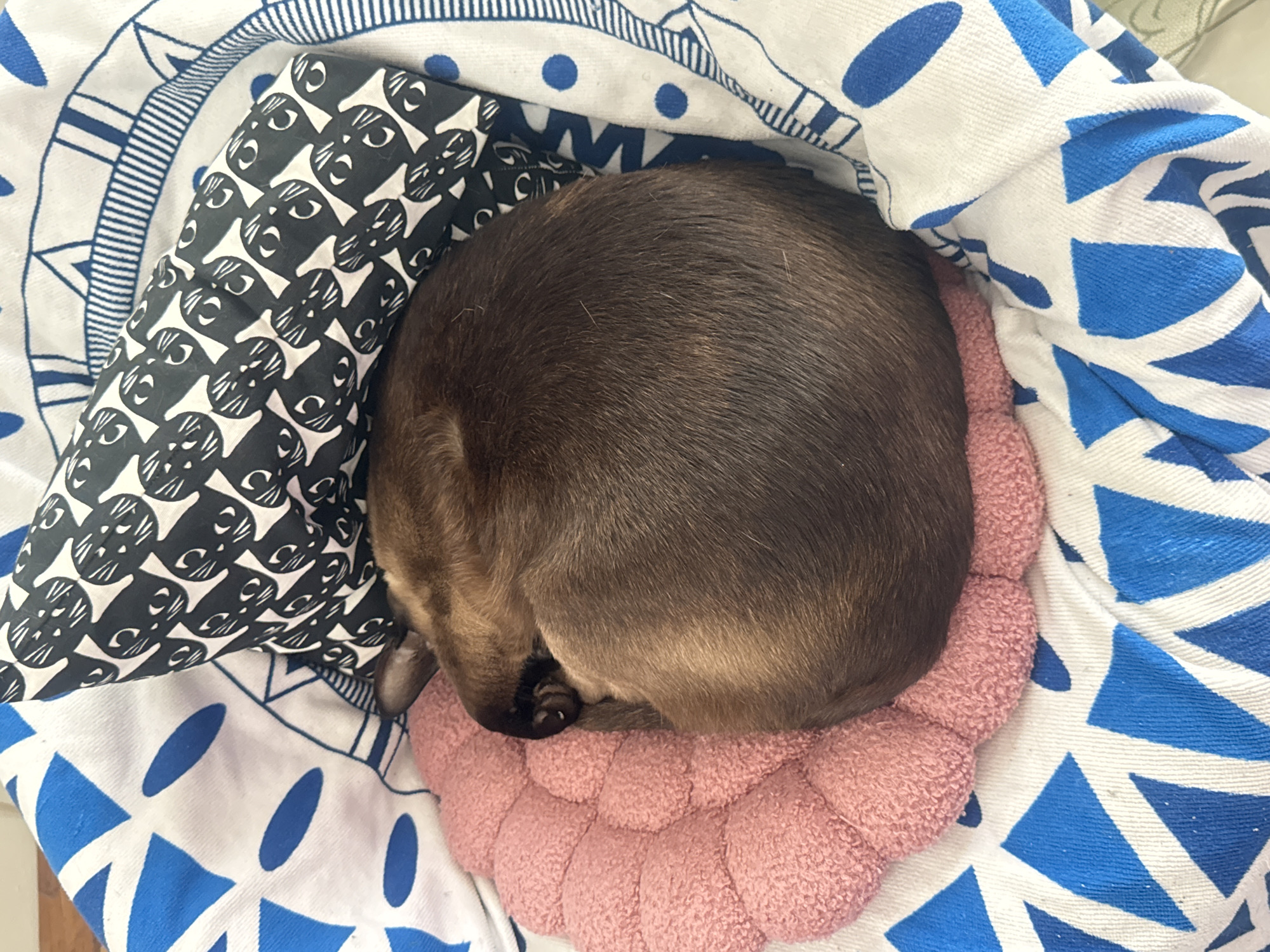 A brown cat is curled up asleep on a pink, textured cushion. The cushion is placed on a white blanket with blue geometric patterns and circular designs. A black and white pillow with cartoon cat faces is situated next to the sleeping cat. The scene appears to be indoors. The city is Ramat Gan, Israel.