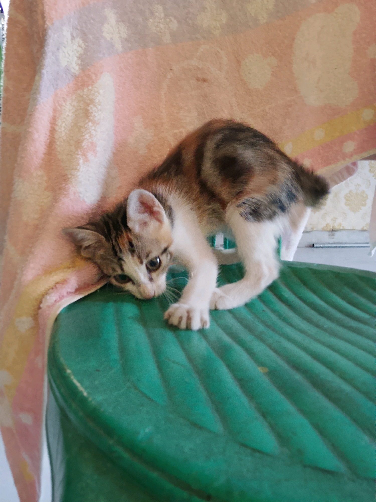 A calico kitten is resting its head on a green plastic surface that appears to be a lid or cover. The kitten is facing left with its body curled towards the right. Behind the kitten, a pink and white striped blanket with yellow accents is draped. The background shows a light-colored wall with a patterned design and some vertical blinds. The overall scene is indoors, likely in a residential setting. The image does not provide any specific information to place it in Cirebon, Indonesia.