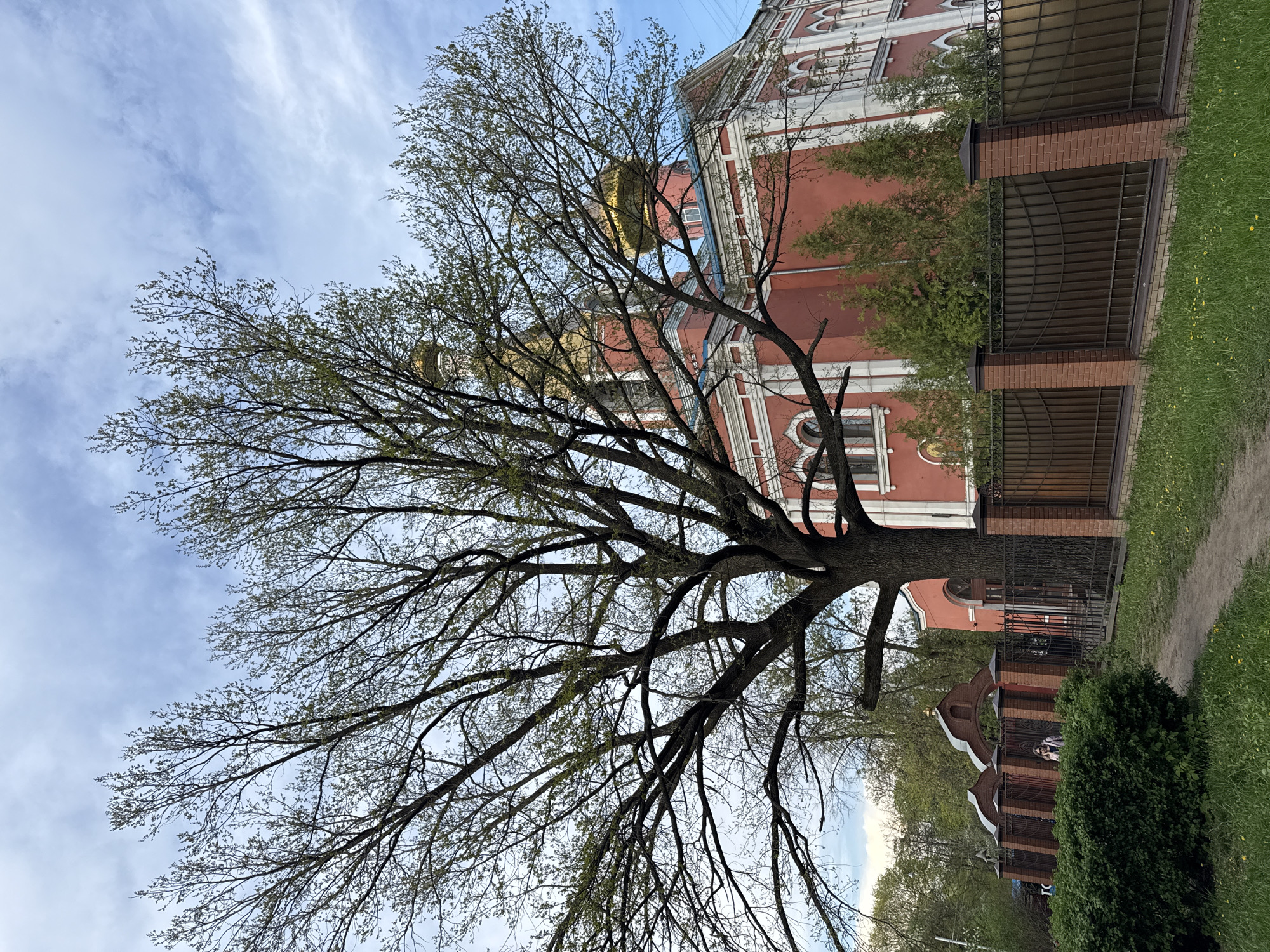 The image shows a medium-sized tree in early spring, with sparse leaves. The tree stands in front of a red and white building with gold domes, characteristic of Russian Orthodox churches. A brick and wrought iron fence runs along the property line. A paved path is visible to the right, and green grass and bushes are in the foreground. The sky is blue with scattered clouds. The location is Moscow, Russia, indicated by the architecture of the building.